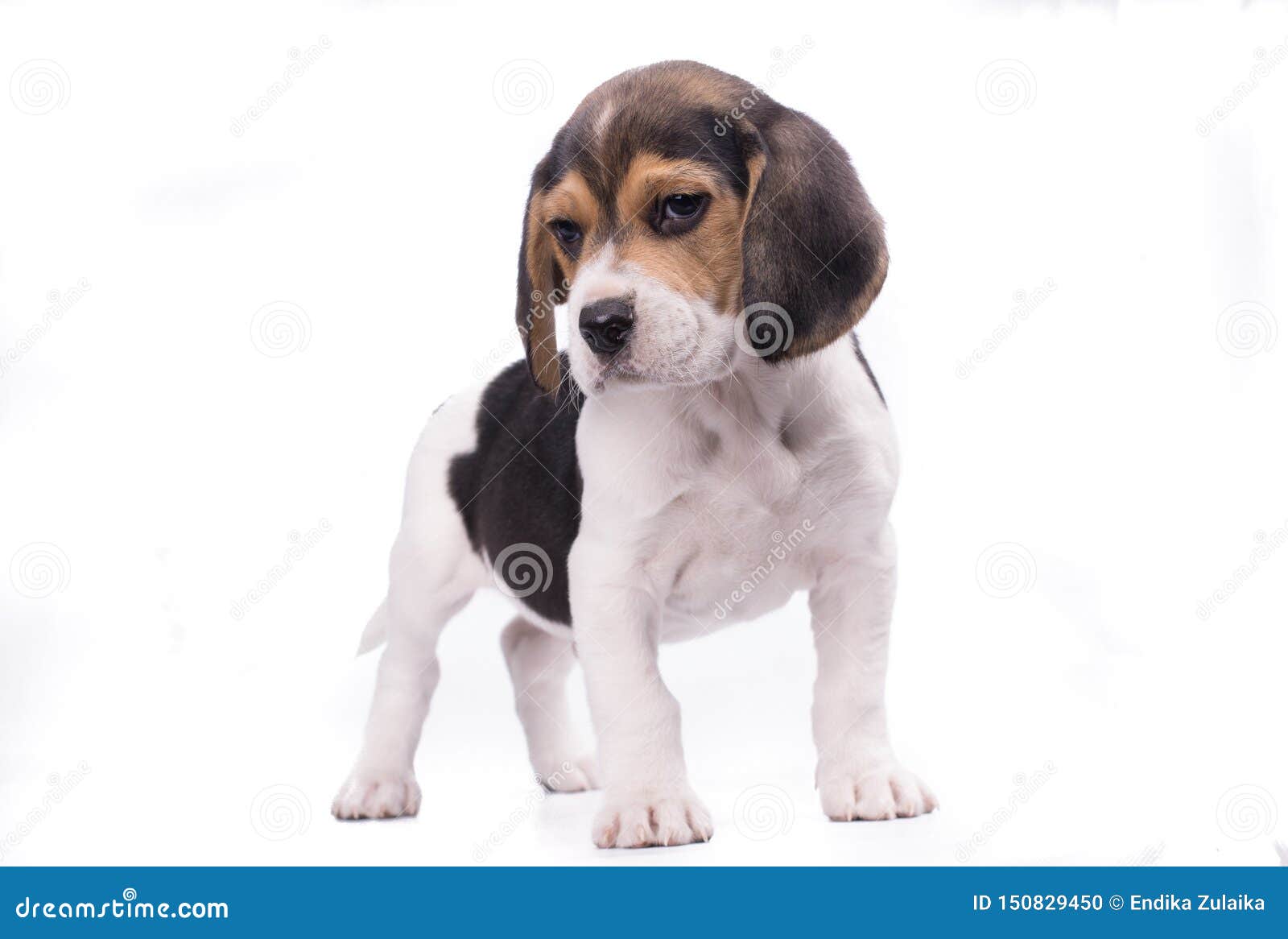 小猎犬犬小狗在白色背景下的全身肖像库存照片 图片包括有 小猎犬犬小狗在白色背景下的全身肖像库存照片 图片包括有