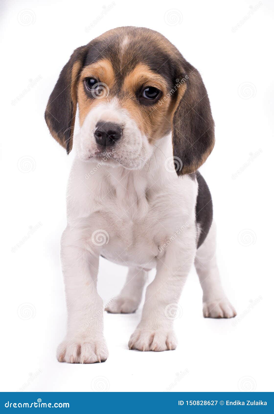 小猎犬犬犬犬全身肖像 在白色背景下隔离 右侧空间库存图片 图片包括有小猎犬犬犬犬全身肖像 在白色背景下隔离 右侧空间