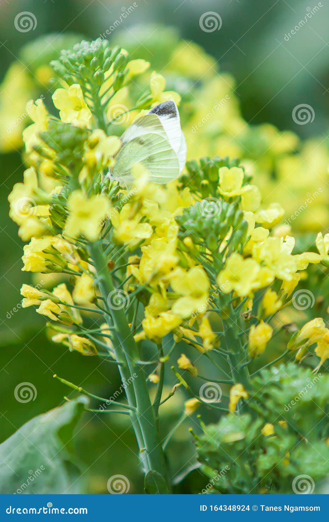 小白菜对白菜花的授粉库存照片 图片包括有聚会所 庄稼 本质 特写镜头 更改 照亮 环境 小白菜对白菜花的授粉库存照片 图片包括有聚会所 庄稼 本质 特写镜头 更改 照亮 环境