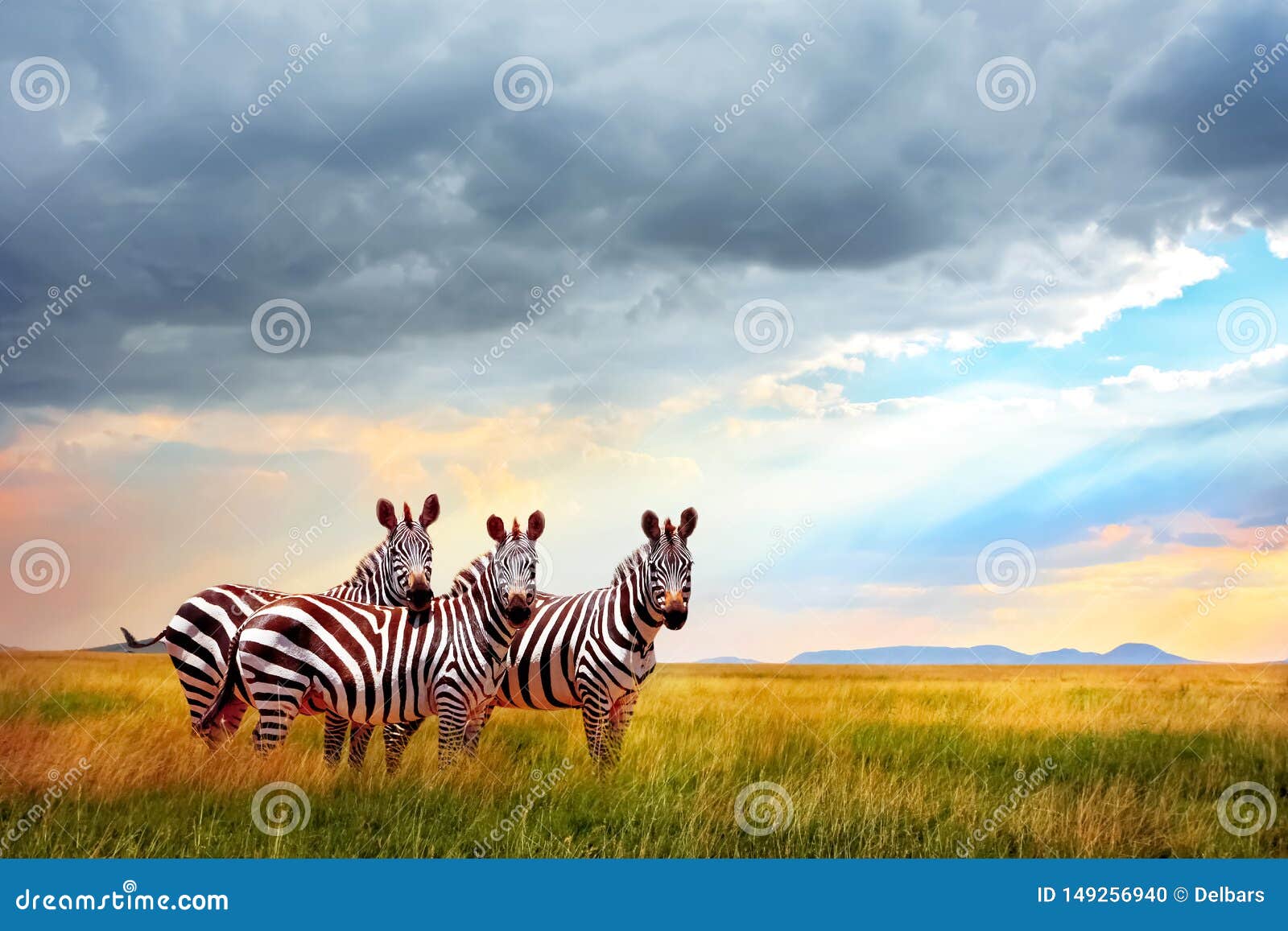 小组在非洲大草原的斑马反对与云彩的美丽的天空在日落库存照片 图片包括有小组在非洲大草原的斑马反对与云彩的美丽的天空在日落