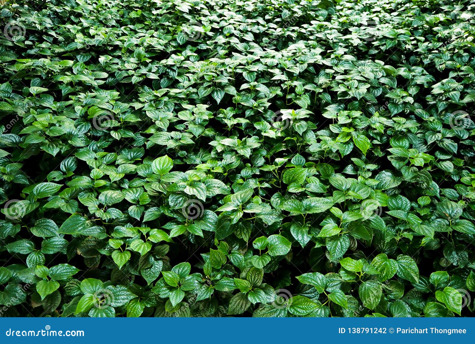 小绿色叶子植物构造抽象背景库存照片 图片包括有小绿色叶子植物构造抽象背景