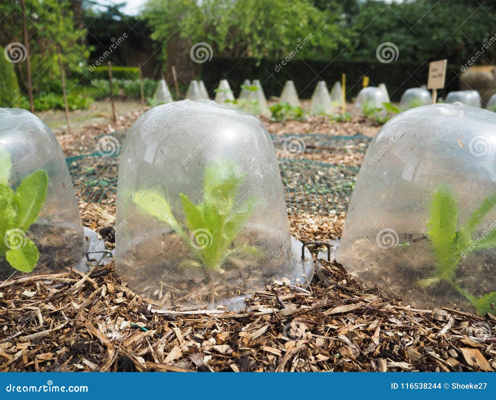 小莴苣行种植生长在diy塑胶容器库存照片 图片包括有 小莴苣行种植生长在diy塑胶容器库存照片 图片包括有