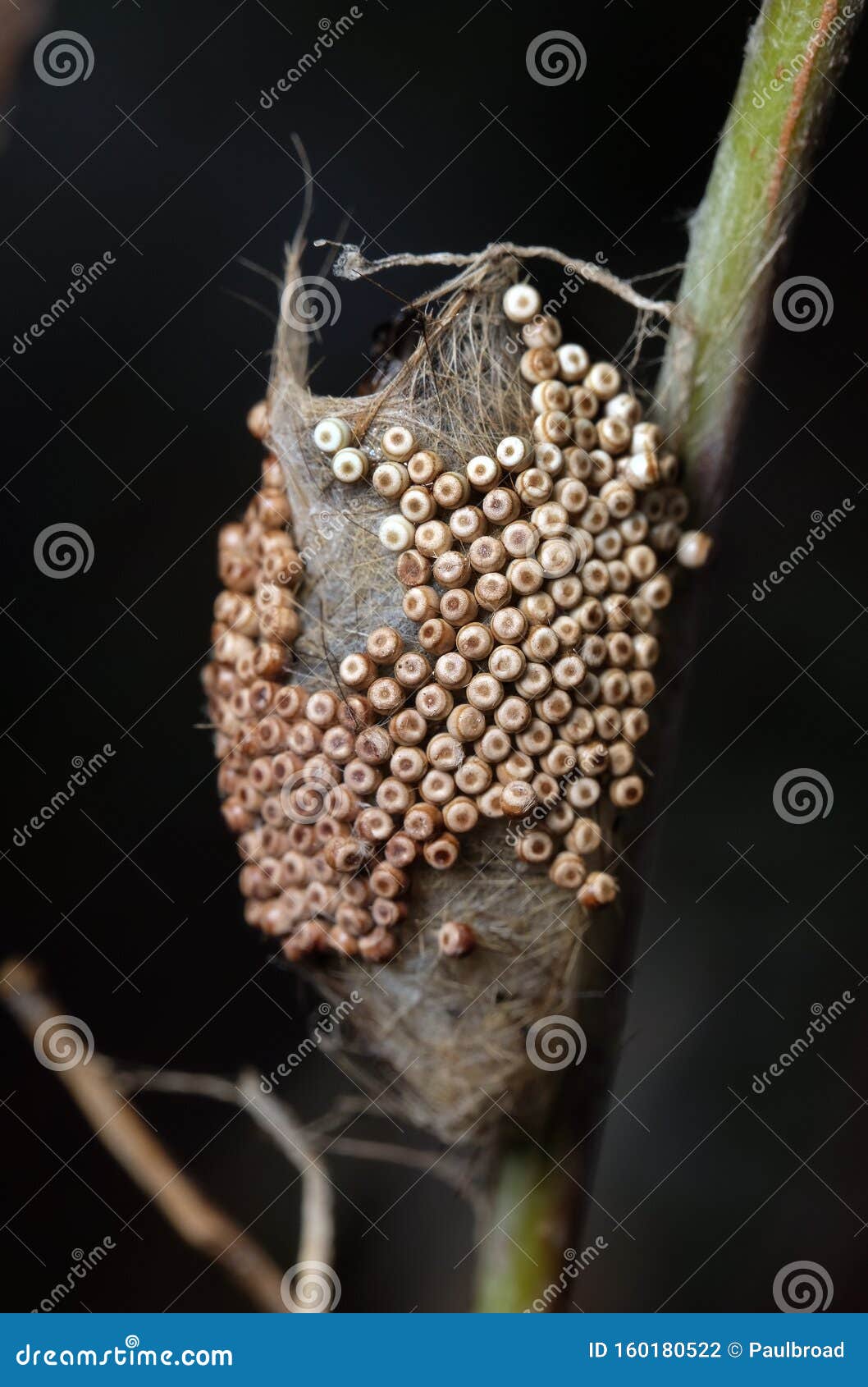 小蛾卵簇研究库存照片 图片包括有反毒素 本质 安全性 长期 毛虫 晒裂 图象 野生