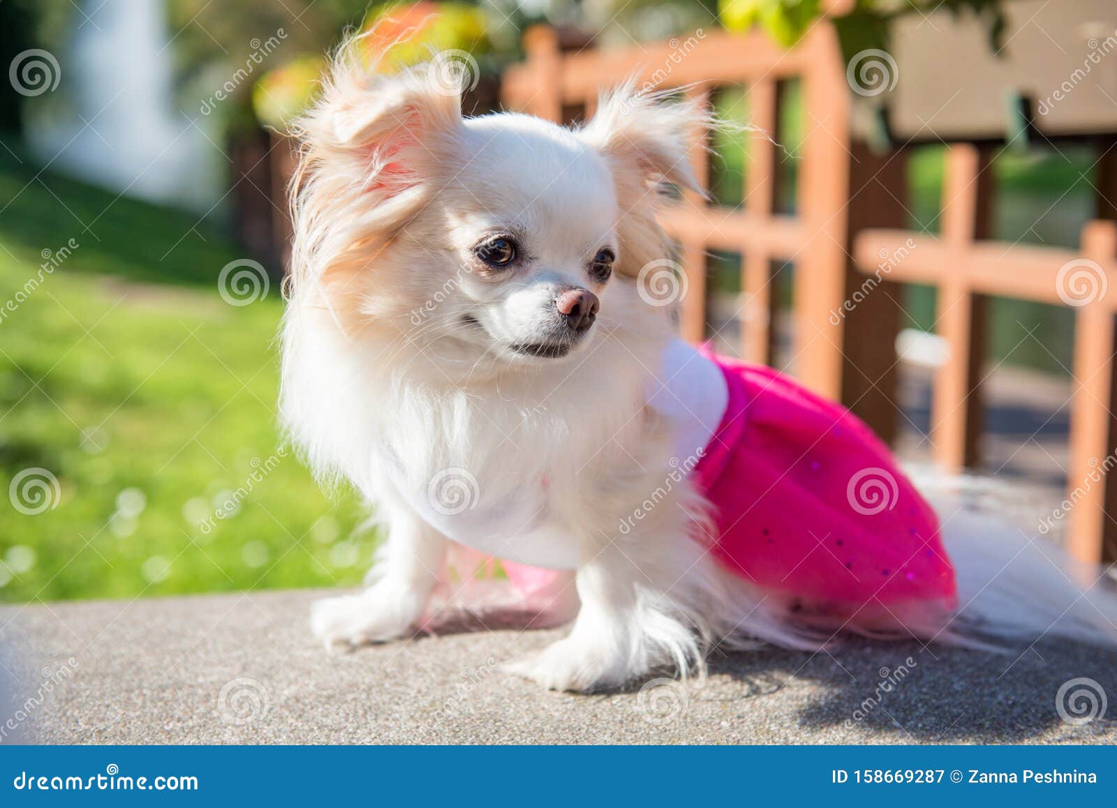 小风趣长尾吉娃娃犬库存图片 图片包括有小风趣长尾吉娃娃犬 小风趣长尾吉娃娃犬库存图片 图片包括有小风趣长尾吉娃娃犬