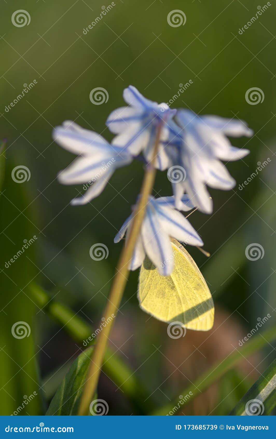 小鳞叶蝉早春开花小白蓝花植物黎巴嫩条纹鳞茎库存图片 图片包括有绽放 玻色子 黑暗 自然 花卉 小鳞叶蝉早春开花小白蓝花植物黎巴嫩条纹鳞茎库存图片 图片包括有绽放 玻色子 黑暗 自然 花卉