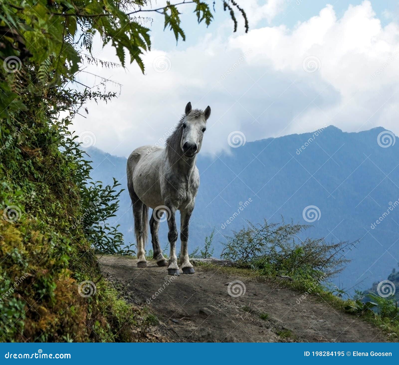 尼泊尔一条山道上的白马望而远去库存图片 图片包括有风景 敌意 可弯的 茴香 孤独 岩石 尼泊尔一条山道上的白马望而远去库存图片 图片包括有风景 敌意 可弯的 茴香 孤独 岩石