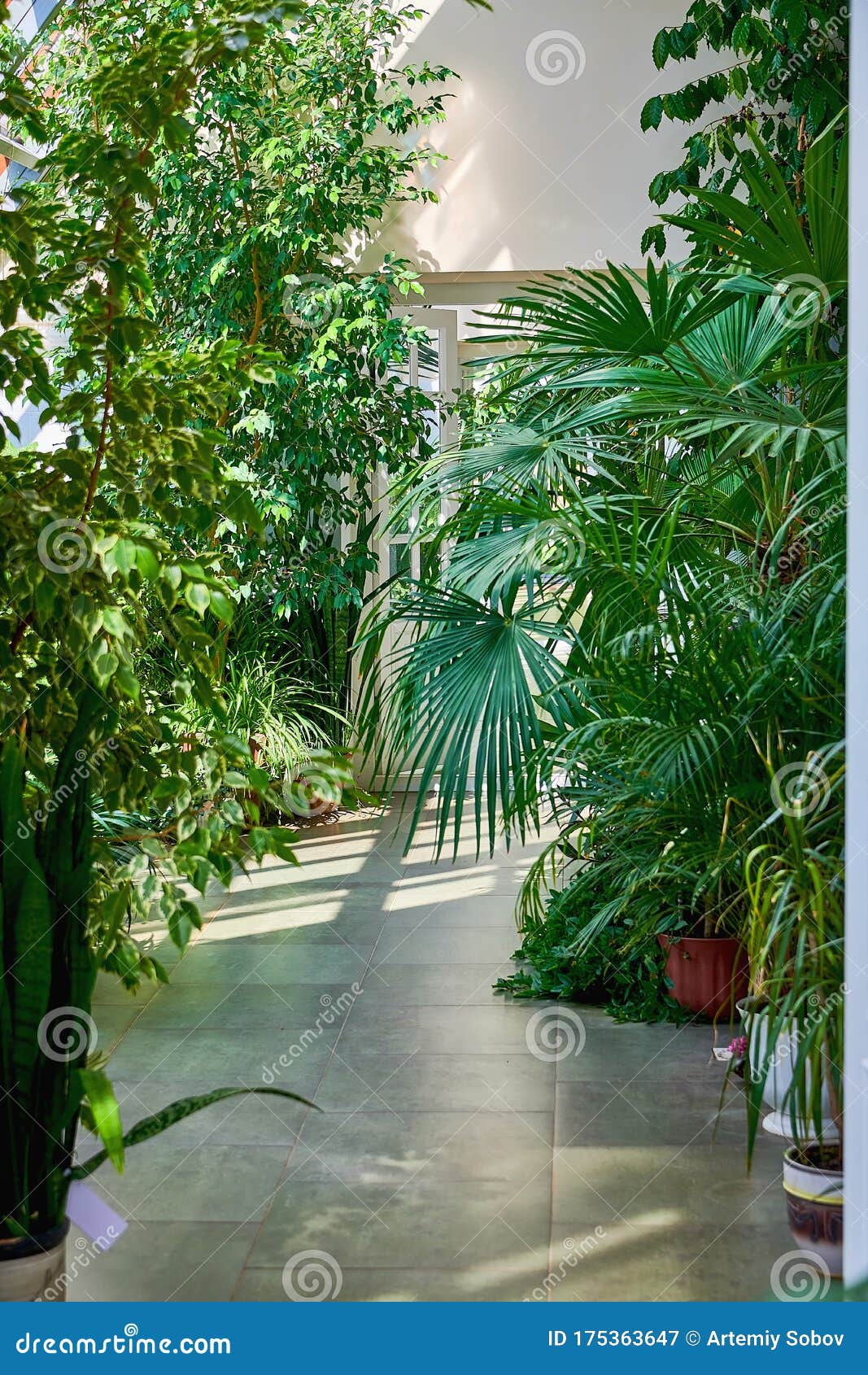 屋内热带温室阳光明媚的室内满是各种绿色植物天然室内观赏植物库存图片 图片包括有玻璃温室 工厂 屋内热带温室阳光明媚的室内满是各种绿色植物天然室内观赏植物库存图片 图片包括有玻璃温室 工厂