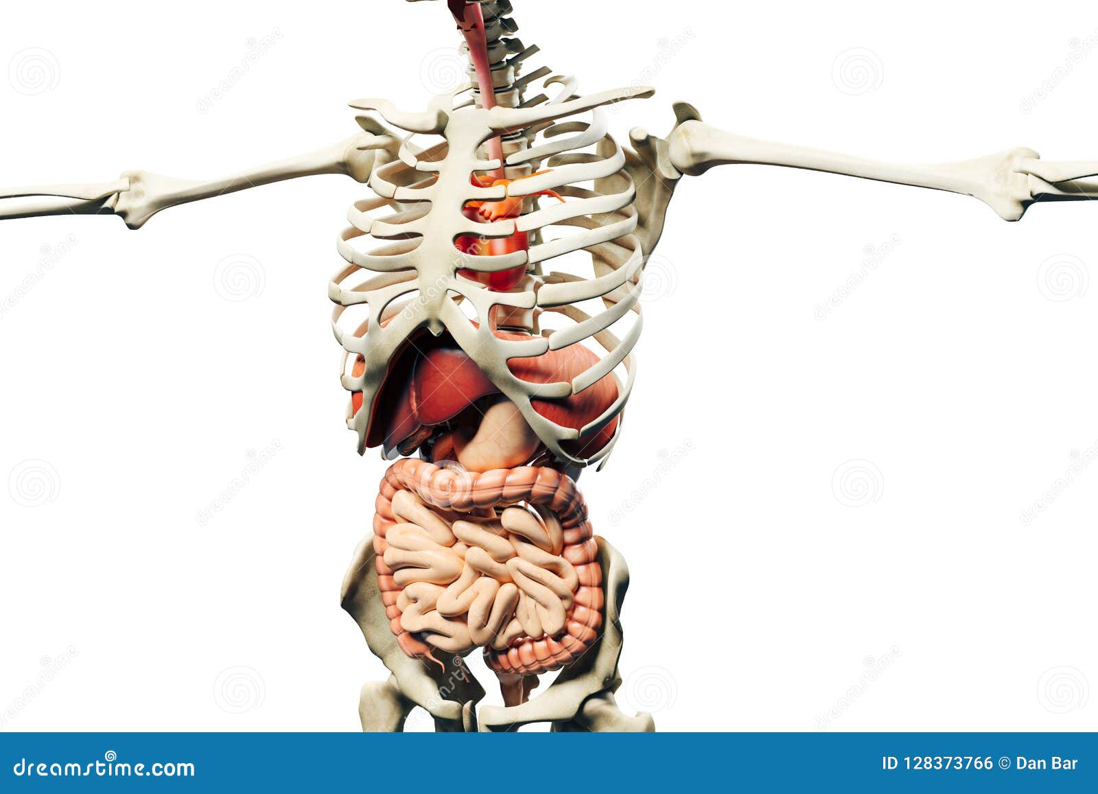 展示肌肉和内脏的人体骨骼三维渲染库存例证 插画包括有