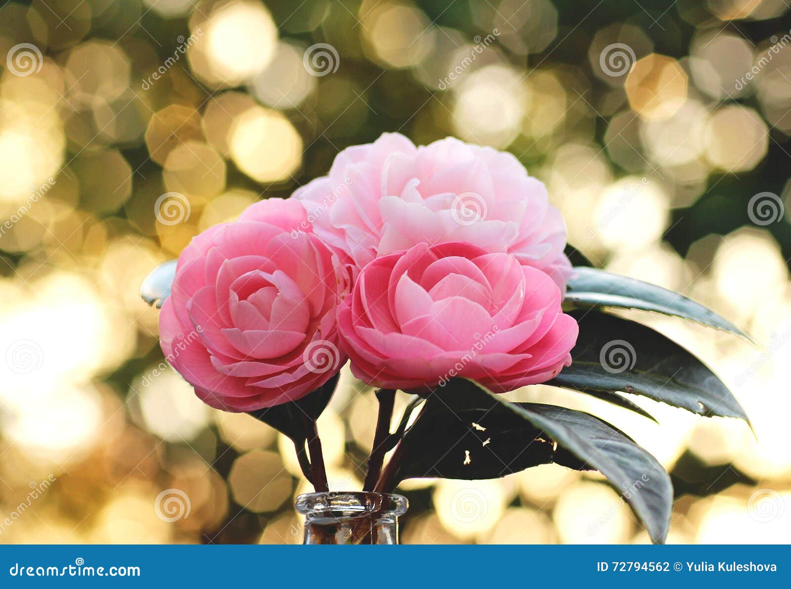 山茶花花花束库存照片 图片包括有背包 常青树 自然 下落 新鲜 粉红色 花卉 叶子