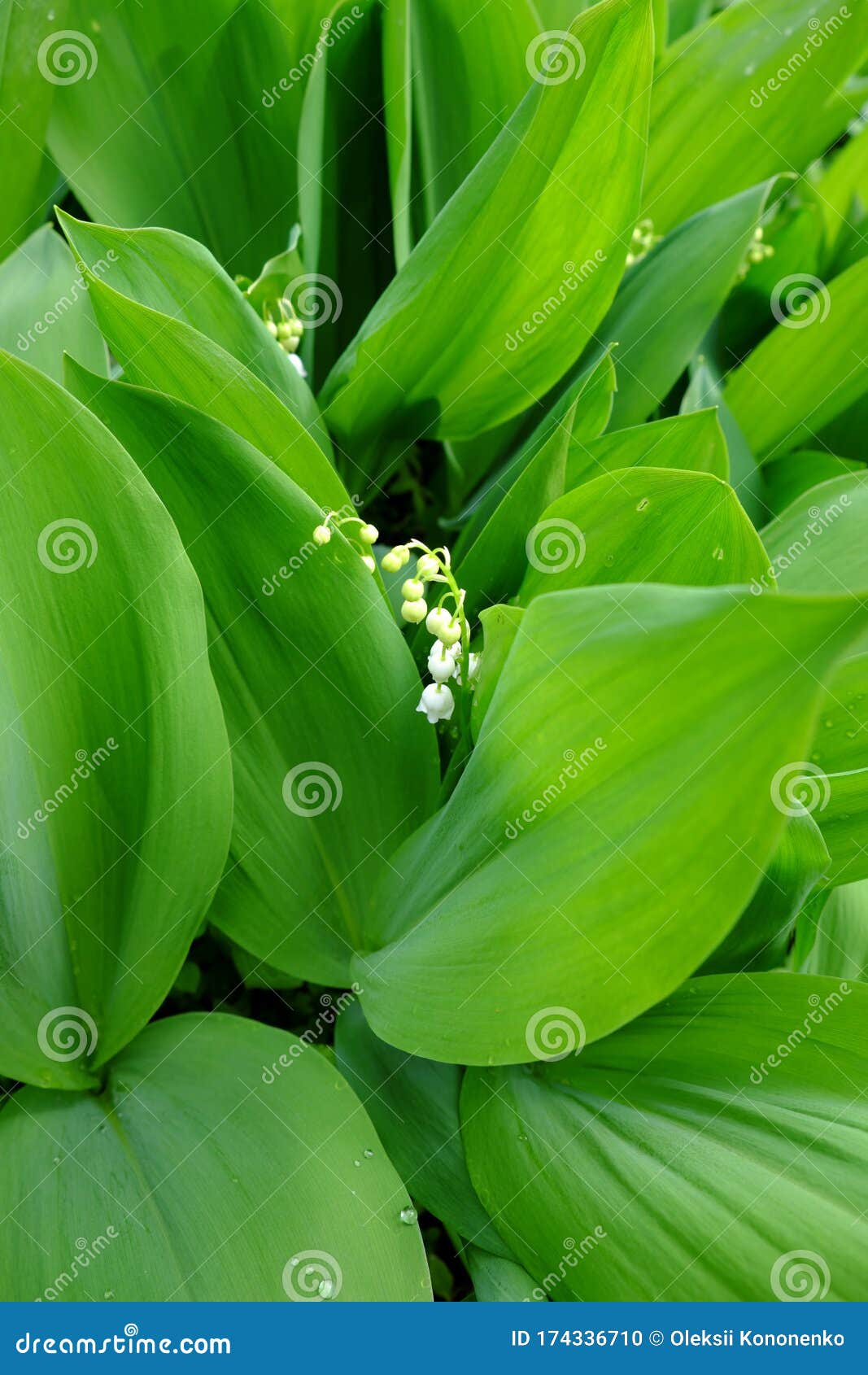 山谷花百合叶上的露滴库存照片 图片包括有自然 可以 花瓣 雨珠 增长 特写镜头 响铃 山谷花百合叶上的露滴库存照片 图片包括有自然 可以 花瓣 雨珠 增长 特写镜头 响铃