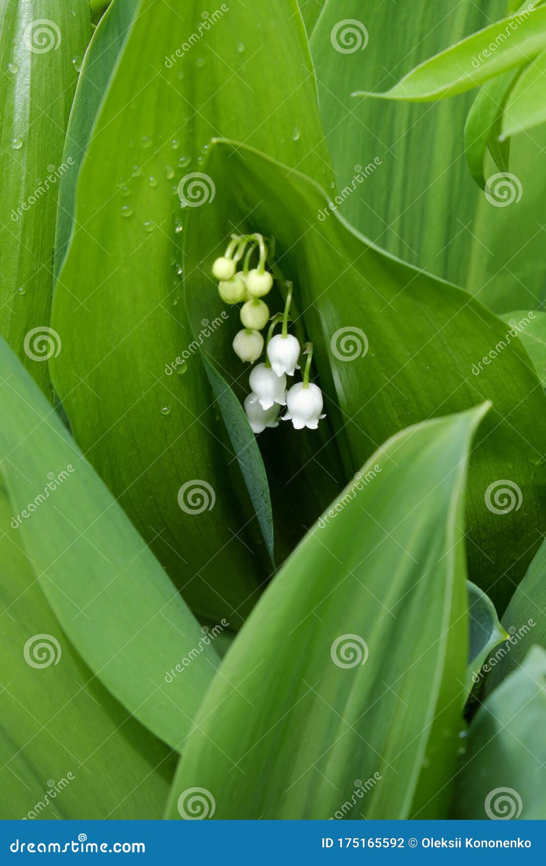 山谷花百合叶上的露滴库存照片 图片包括有夏天 绿色 可以 芬芳 自然 季节 百合 叶子 山谷花百合叶上的露滴库存照片 图片包括有夏天 绿色 可以 芬芳 自然 季节 百合 叶子