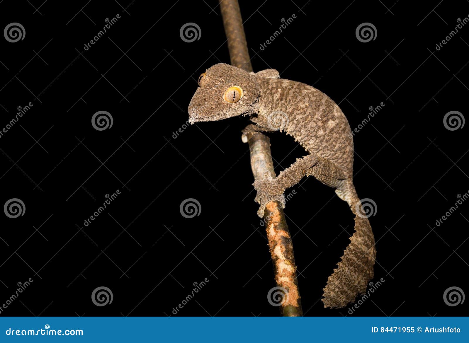 巨人叶子盯梢了壁虎 Uroplatus Fimbriatus 马达加斯加库存图片 图片包括有 巨人叶子盯梢了壁虎 Uroplatus Fimbriatus 马达加斯加库存图片 图片包括有