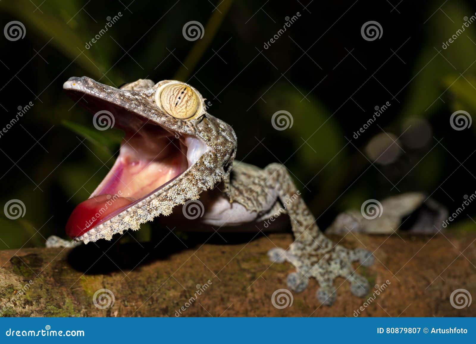 巨人叶子被盯梢的壁虎 Uroplatus Fimbriatus 库存图片 图片包括有夜间 生活 巨人叶子被盯梢的壁虎 Uroplatus Fimbriatus 库存图片 图片包括有夜间 生活