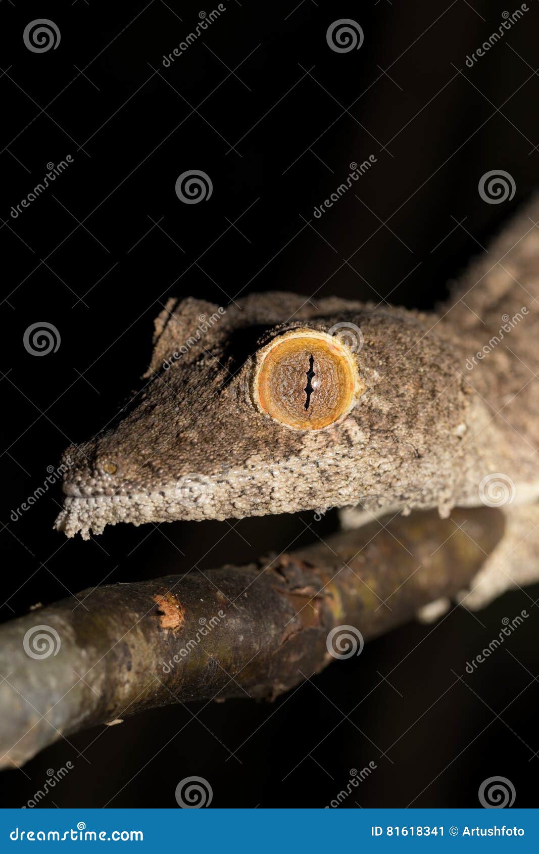 巨人叶子被盯梢的壁虎 Uroplatus Fimbriatus 库存图片 图片包括有波儿地克的 异乎寻常 巨人叶子被盯梢的壁虎 Uroplatus Fimbriatus 库存图片 图片包括有波儿地克的 异乎寻常