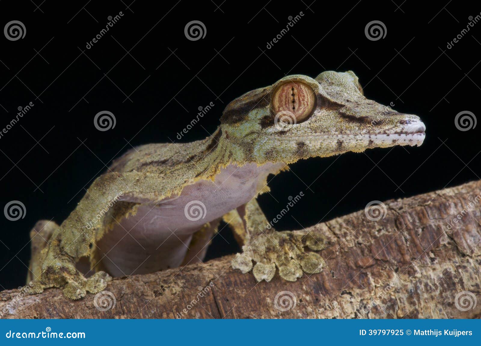 巨人叶子被盯梢的壁虎 Uroplatus Fimbriatus 库存图片 图片包括有 巨人叶子被盯梢的壁虎 Uroplatus Fimbriatus 库存图片 图片包括有