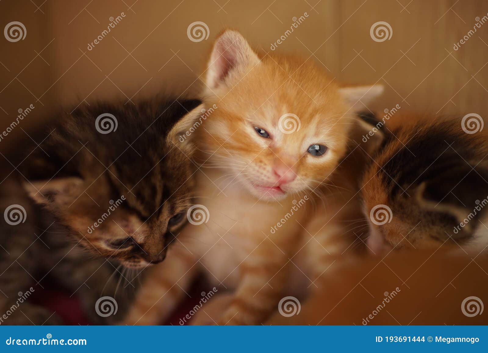 带兄弟的新生小猫的姜白肖像库存照片 图片包括有纸张 猫叫声 婴孩 欲望 国内 食肉动物 带兄弟的新生小猫的姜白肖像库存照片 图片包括有纸张 猫叫声 婴孩 欲望 国内 食肉动物