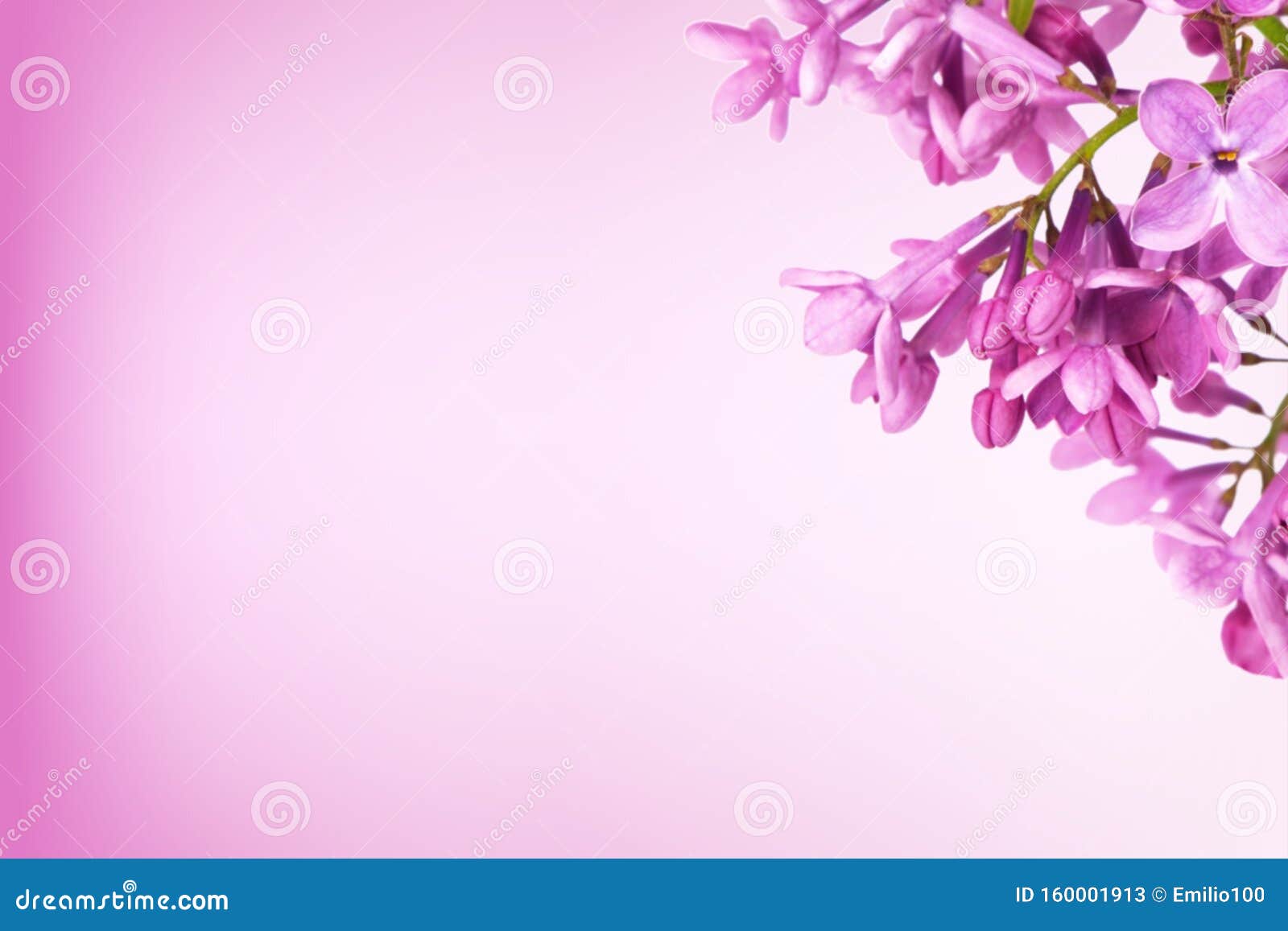 带复制空间的紫色淡紫色背景库存图片 图片包括有丁香 灌木 百合 花瓣 工厂 开花 开花的 带复制空间的紫色淡紫色背景库存图片 图片包括有丁香 灌木 百合 花瓣 工厂 开花 开花的