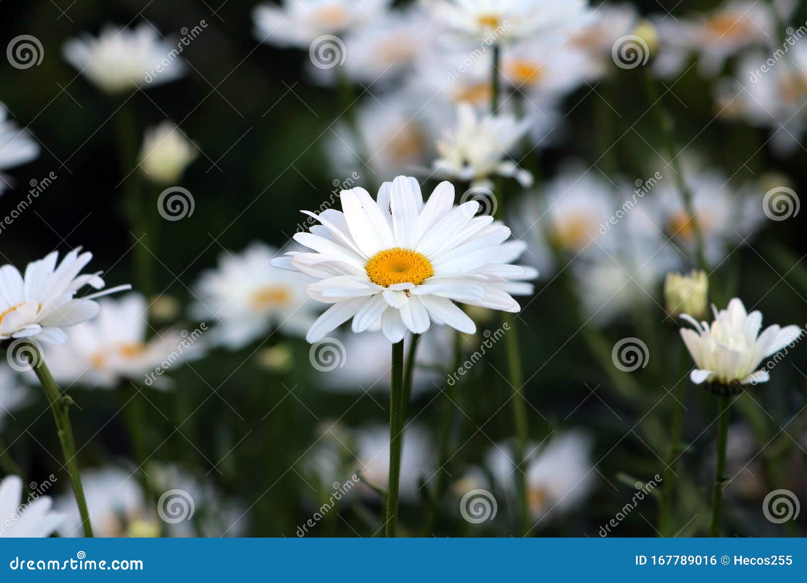 带有黄色中心质构的开花白花的花冠菊或花冠花多年生花植物库存照片 图片包括有温暖 晴朗 带有黄色中心质构的开花白花的花冠菊或花冠花多年生花植物库存照片 图片包括有温暖 晴朗