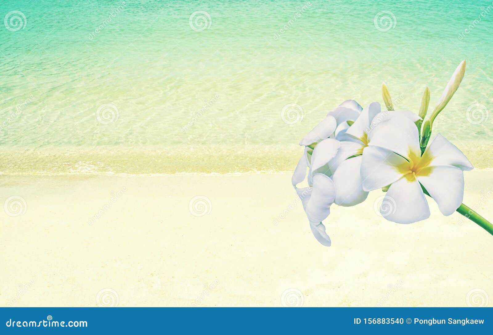 带海滩 春天 大自然 夏日壁纸背景的白色冥王花库存照片 图片包括有特写镜头 春天 海运 新鲜