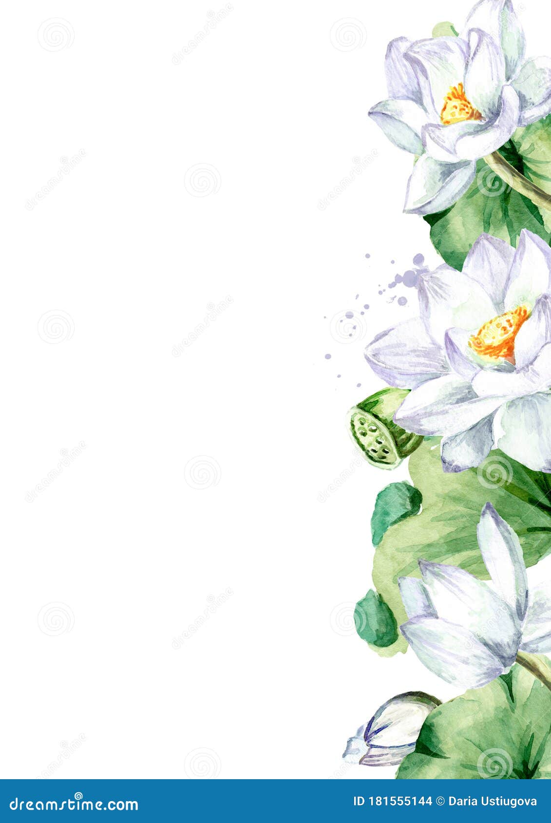 带绿叶边框的白莲花 贺卡模板一种分离于上的手绘植物水色图库存例证 插画包括有和平 照亮