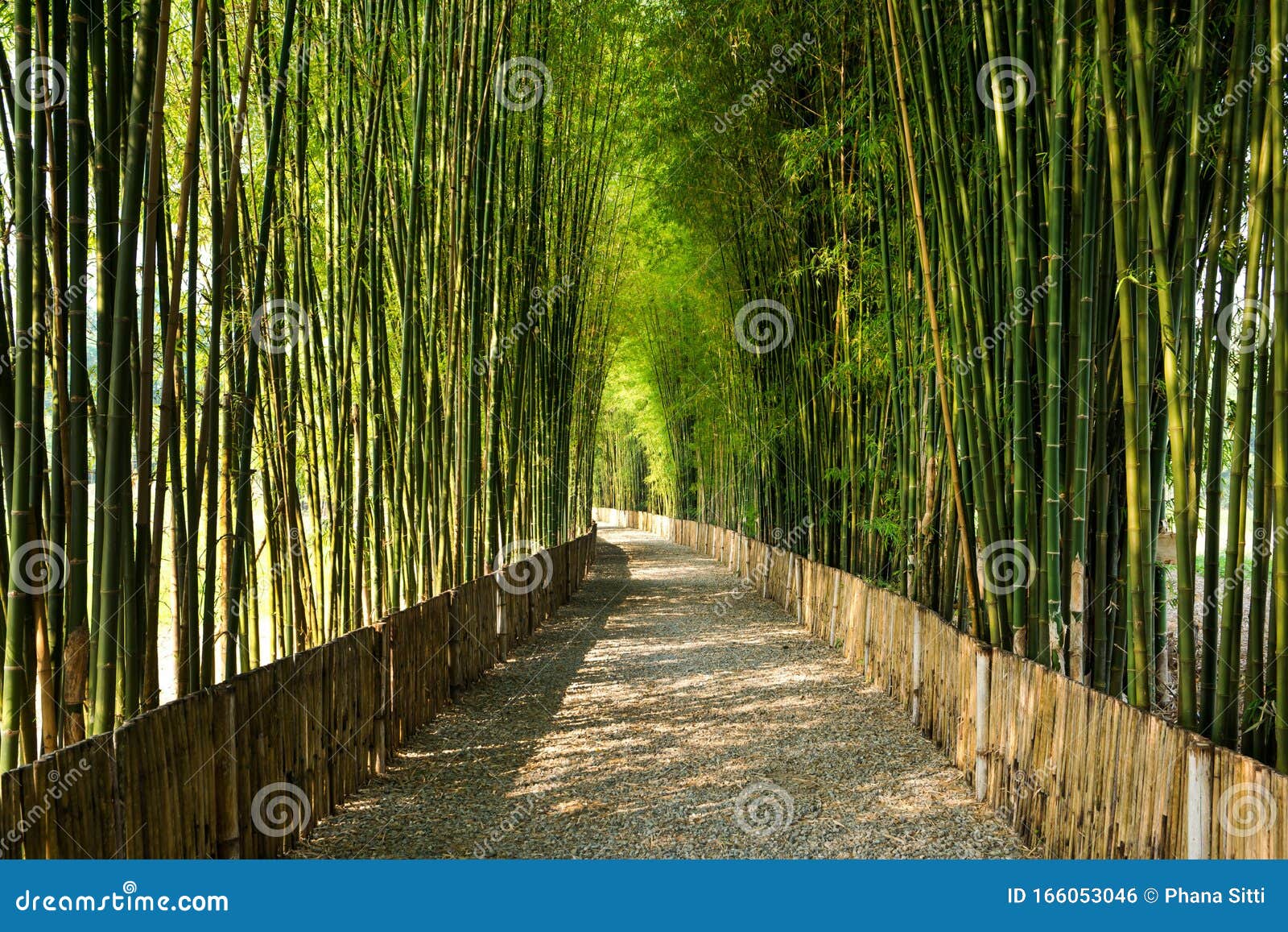 带走道和日光背景的竹林库存照片 图片包括有聚会所 小径 日本 庭院 路面 自然 树丛
