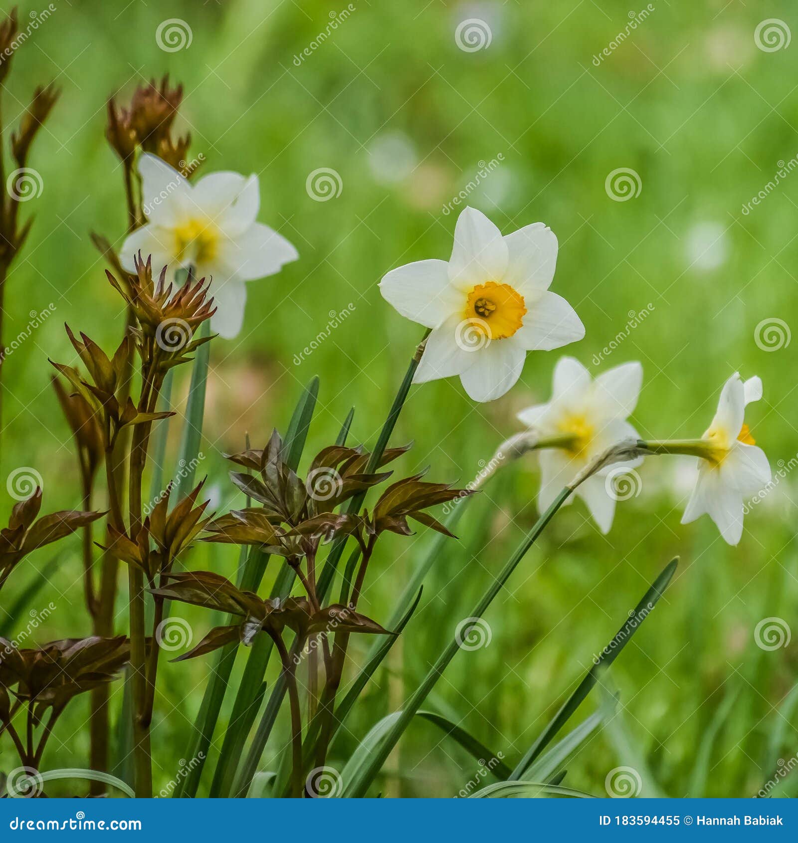 带黄色中心的白色水仙花库存图片 图片包括有增长 中心 字段 黄色 水仙 开花 黄水仙