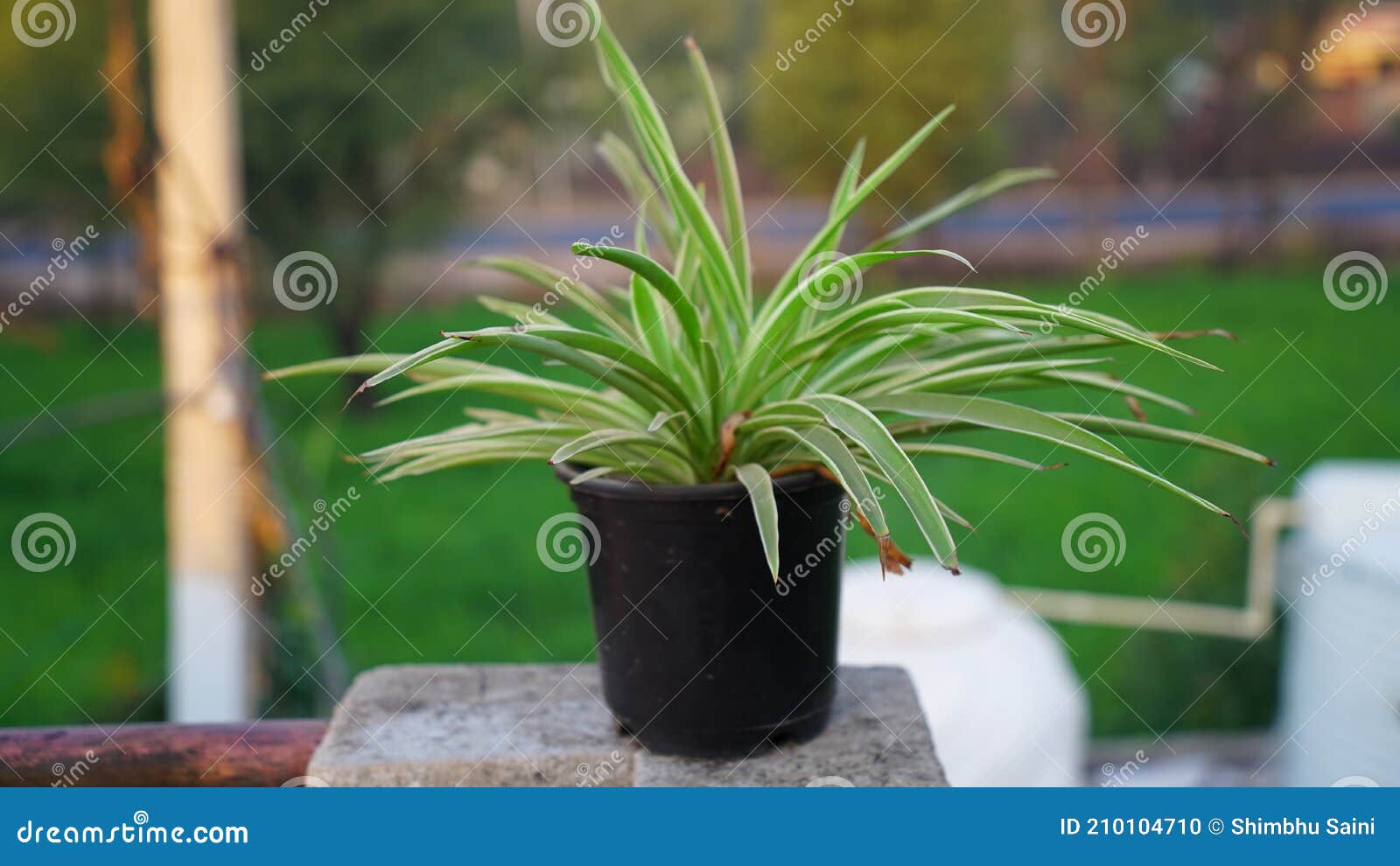 常称蜘蛛植物飞机 黑花中绽放的冬花百合常春藤库存照片 图片包括有夏天 室外 春天 增长
