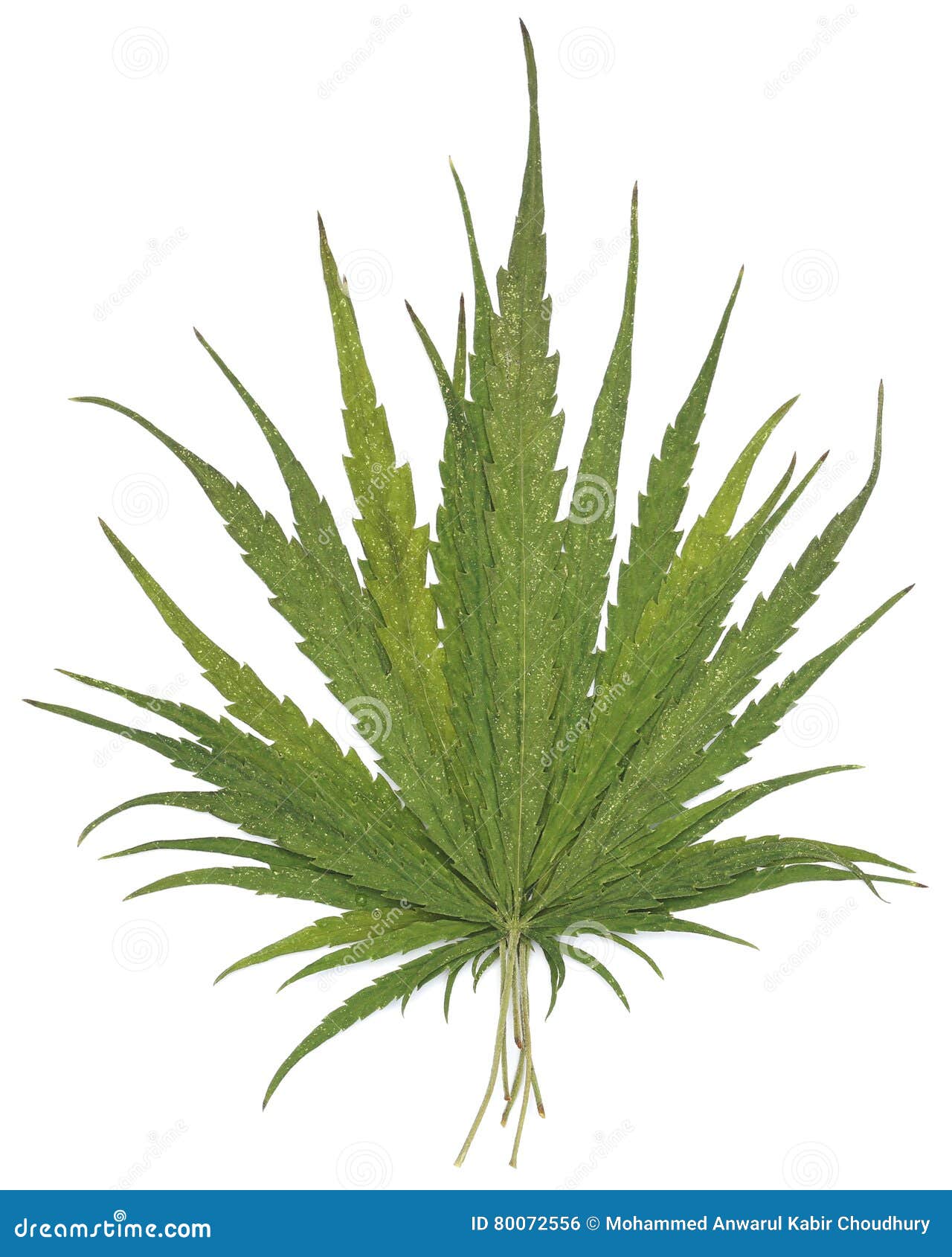 干燥大麻叶子库存照片 图片包括有干燥大麻叶子 干燥大麻叶子库存照片 图片包括有干燥大麻叶子