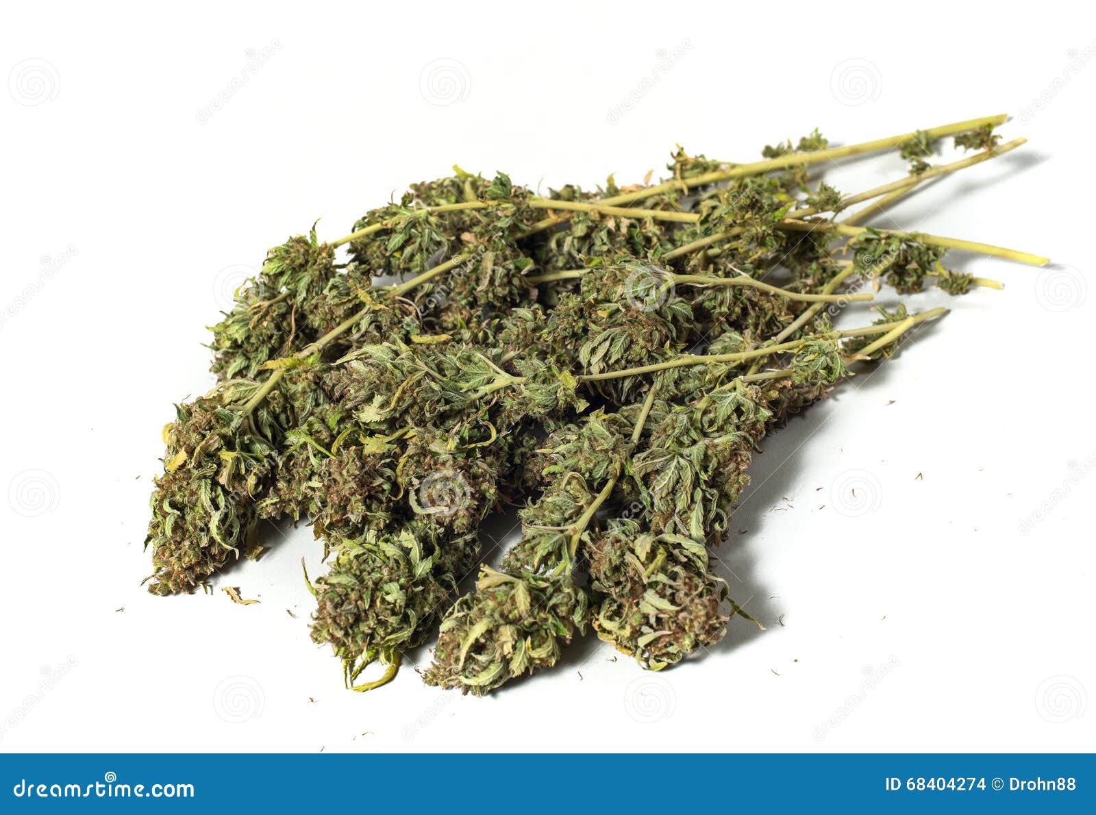 干燥大麻植物库存照片 图片包括有干燥大麻植物 干燥大麻植物库存照片 图片包括有干燥大麻植物