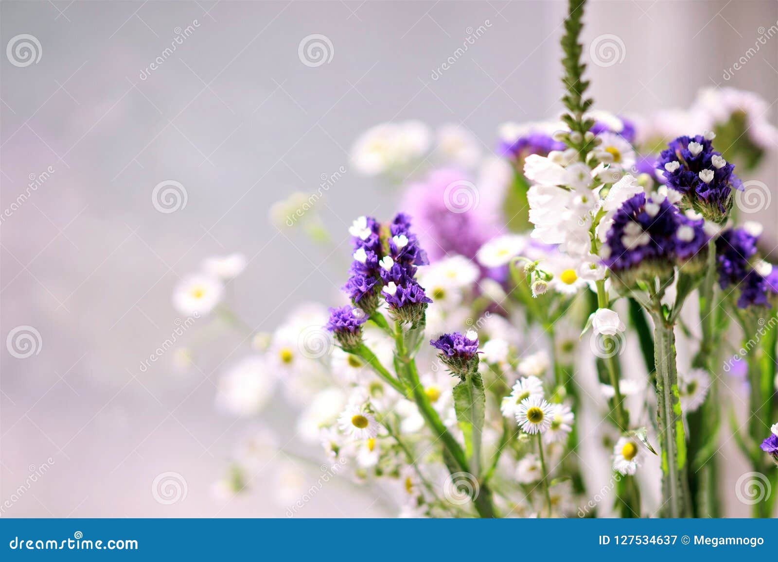干花 Statice Lyatris 中国剑兰和春黄菊花束库存图片 图片包括有叶子 工厂 干花 Statice Lyatris 中国剑兰和春黄菊花束库存图片 图片包括有叶子 工厂
