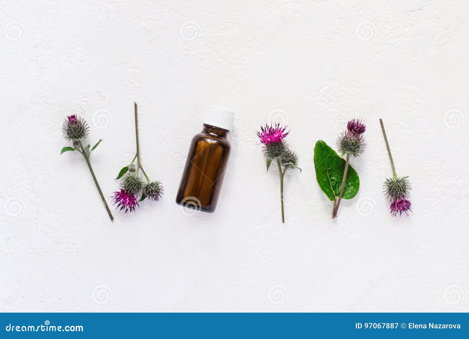 平的在小瓶的位置植物名精油花和叶子钉在白色背景库存图片 图片包括有花和叶子钉在白色背景 平的在小瓶的位置植物名精油