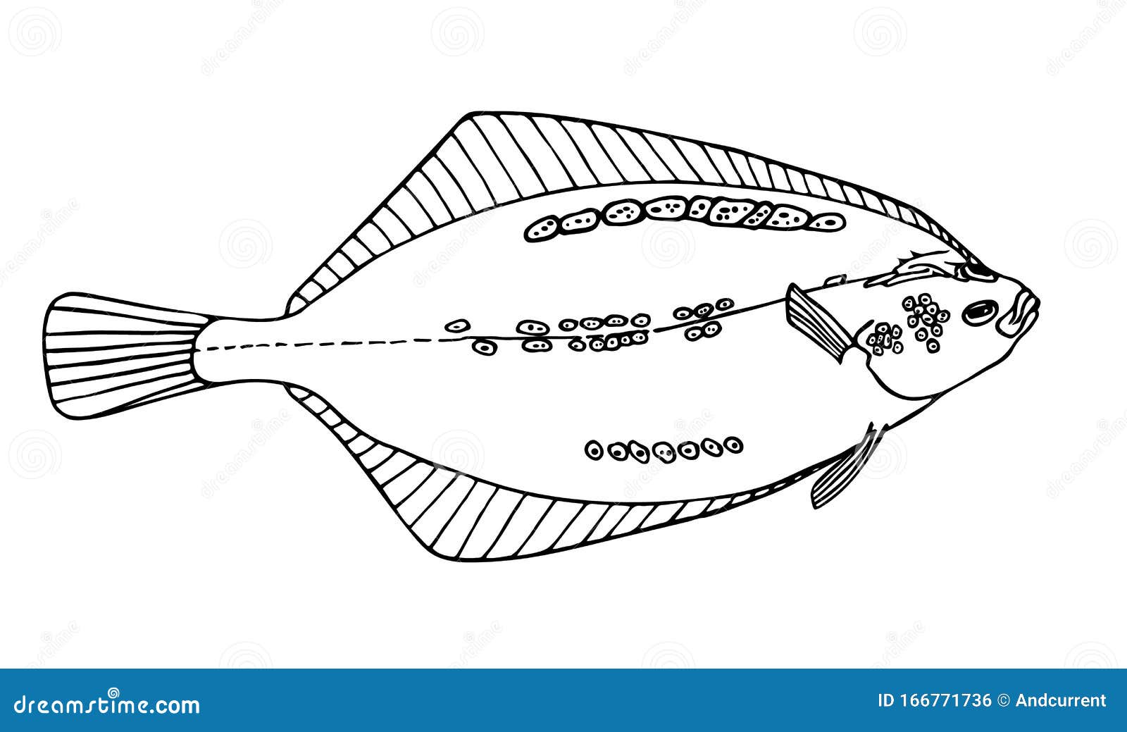 平鱼手绘黑色轮廓矢量写实图库存例证 插画包括有图象 图画 分级显示 等高 西北 海运