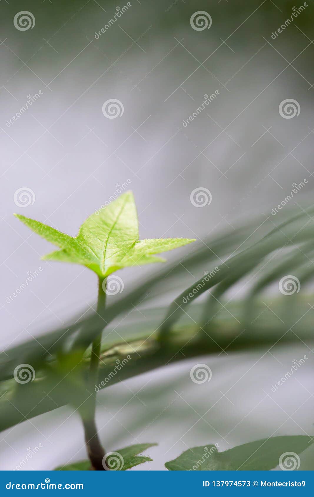 年轻浅绿色的色的室内植物叶子室内热带棕榈植物剧烈的奥秘光概念自然 生命力 成长和库存图片 图片包括有详细 蓝蓝 年轻浅绿色的色的室内植物叶子室内热带棕榈植物剧烈的奥秘光概念自然 生命力 成长和库存图片 图片包括有详细 蓝蓝