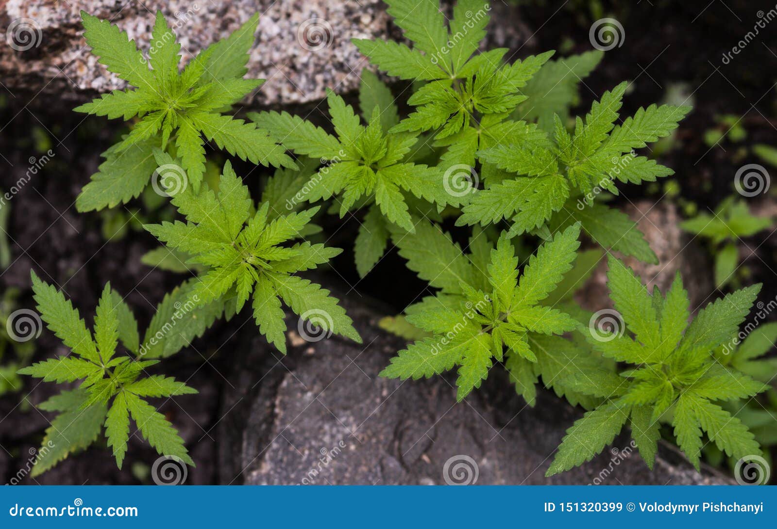 年轻野生大麻植物在石头中增长库存图片 图片包括有