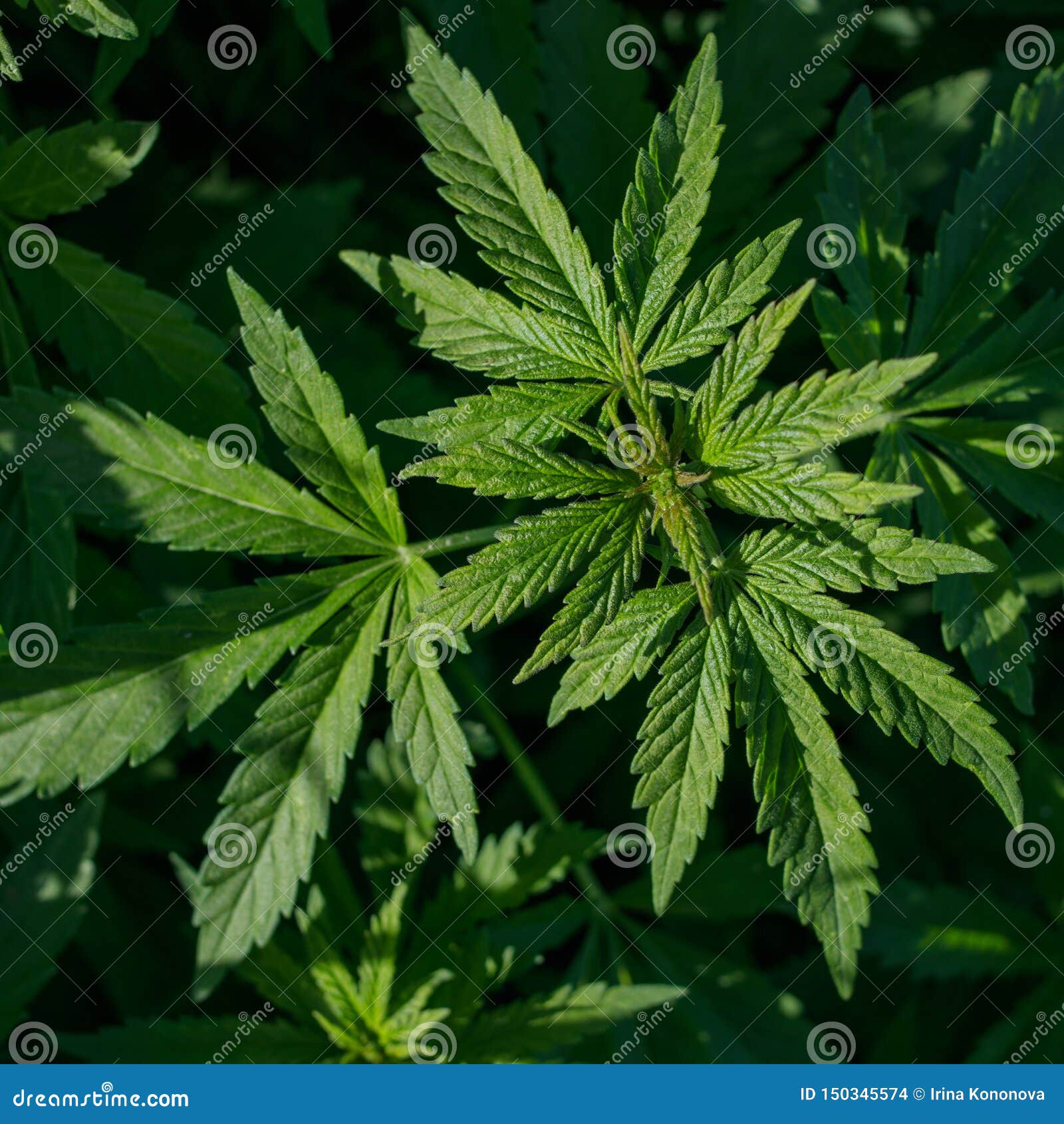 年轻野生大麻植物 照亮由阳光库存照片 图片包括有精采 宏指令 本质 特写镜头 黑暗 新芽