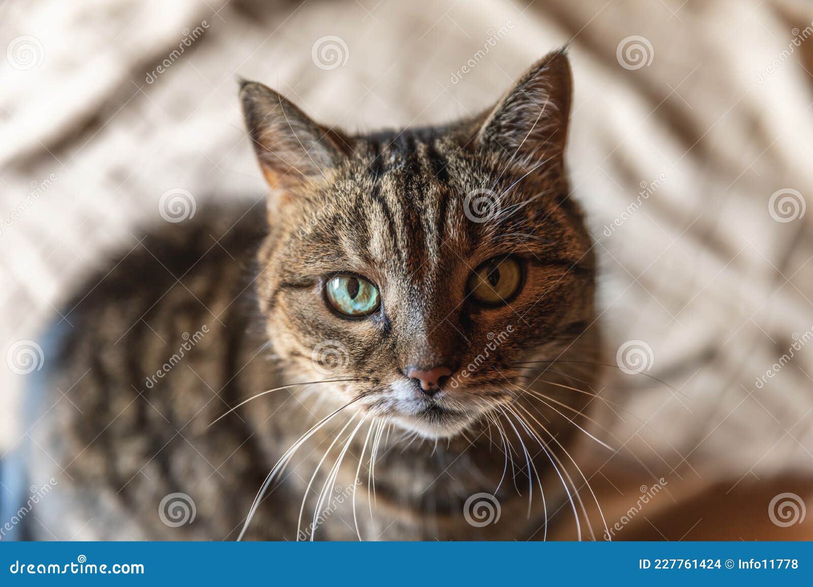 幽默的肖像、傲慢的短小猫咪在深褐色背景中摆姿势. 小猫在休息库存照片- 图片包括有关心, 敬慕: 227761424