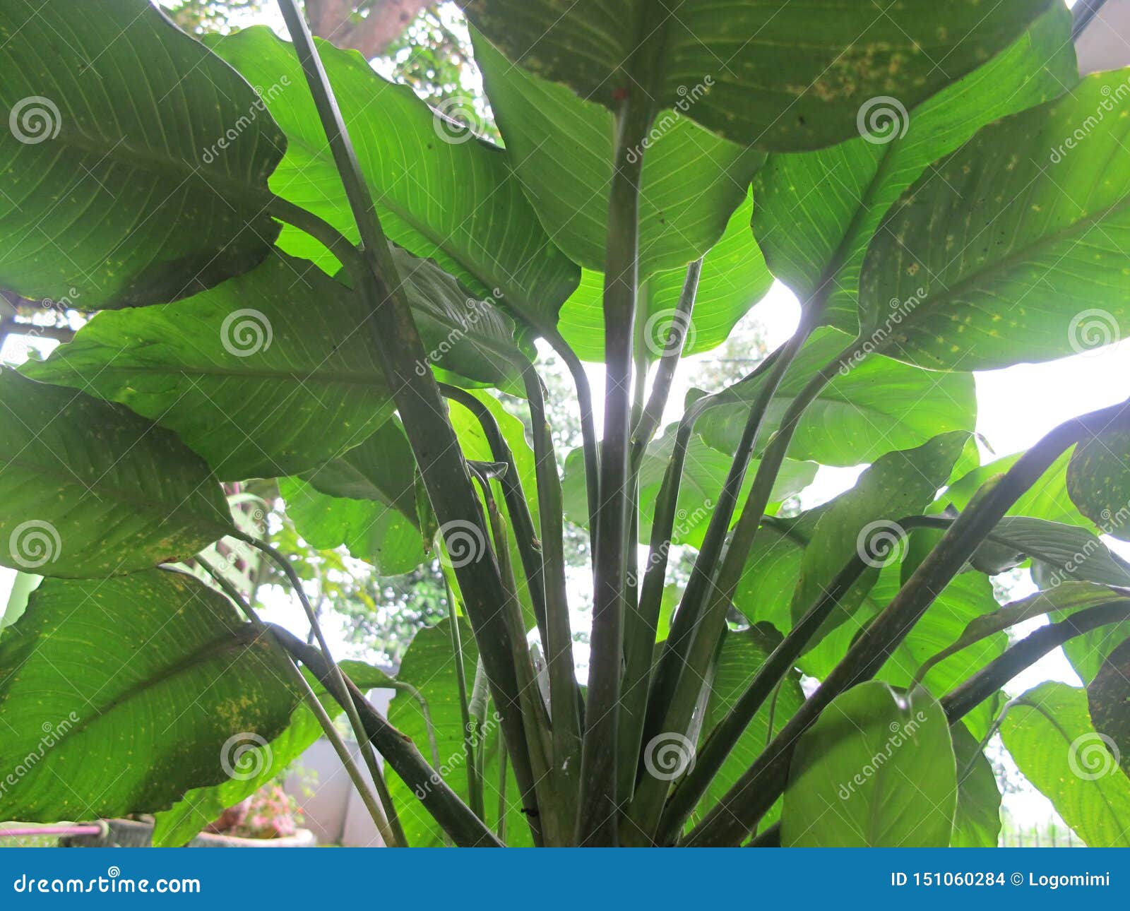 庭院叶子植物 家庭 天南星科 植物的摄影库存照片 图片包括有环境 节假日 黑暗 密林 异乎寻常