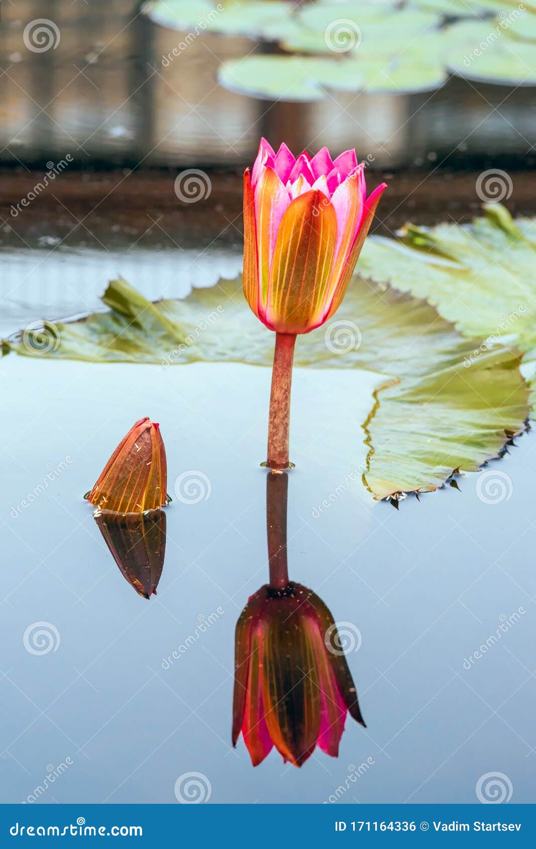 开花与新生的睡莲及其在水中的反射库存照片 图片包括有开花与新生的睡莲及其在水中的反射 开花与新生的睡莲及其在水中的反射库存照片 图片包括有开花与新生的睡莲及其在水中的反射