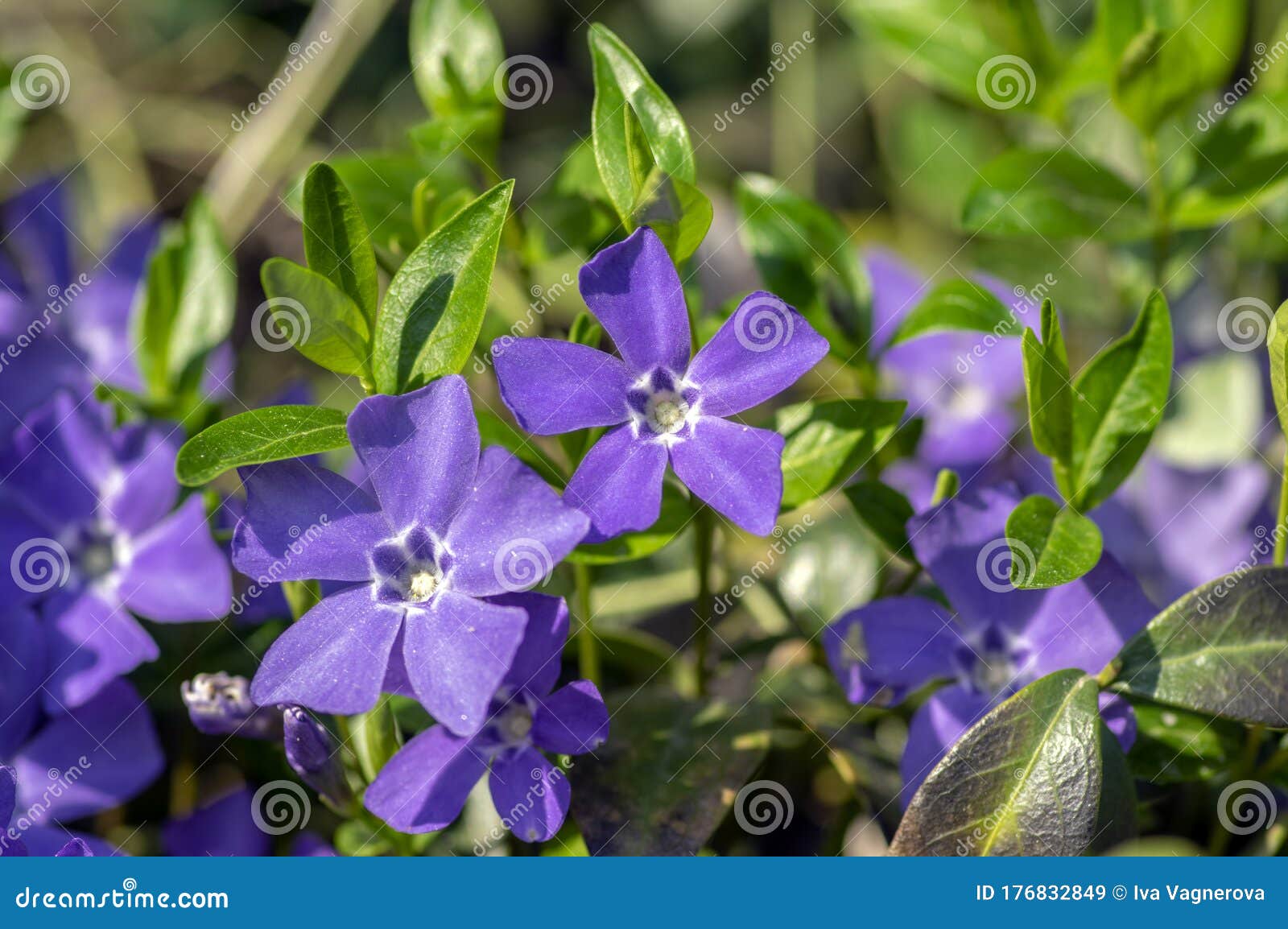 开花中长春花小矮小的春花观赏花 普通春花植物 蠕花库存图片 图片包括有宏指令 植物群 对象 开花中长春花小矮小的春花观赏花 普通春花植物 蠕花库存图片 图片包括有宏指令 植物群 对象
