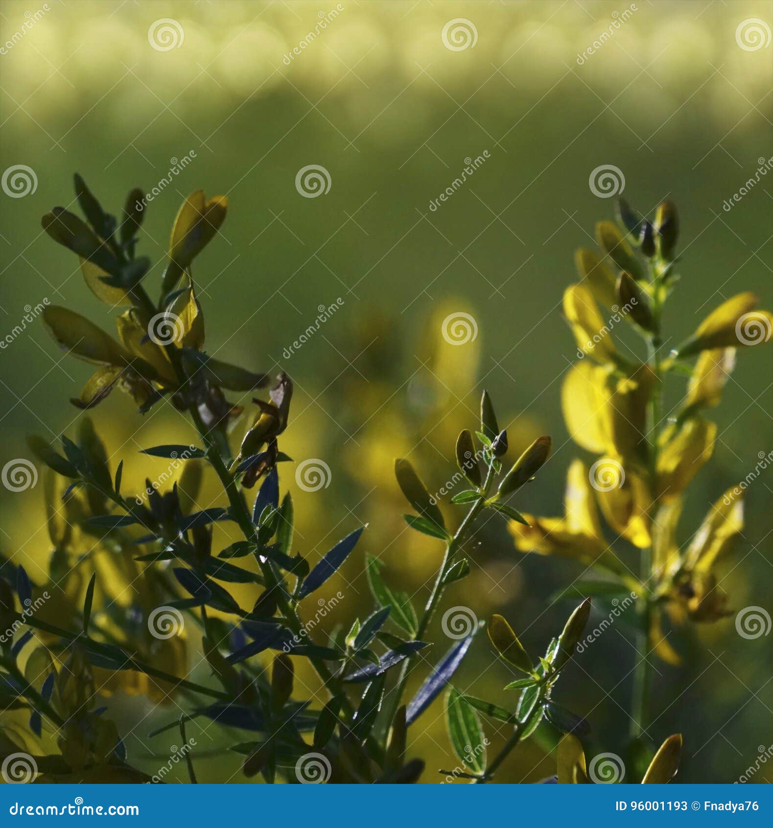 开花森林花卉美好的背景在清洁的黄色花在日落的阳光下在一个夏日特写镜头库存图片 图片包括有在清洁的黄色花在日落的阳光下在一个夏日 特写镜头 开花森林花卉美好的背景在清洁的黄色花在日落的阳光下在一个夏日特写镜头库存图片 图片包括有在清洁的黄色花在日落的阳光下在一个夏日 特写镜头