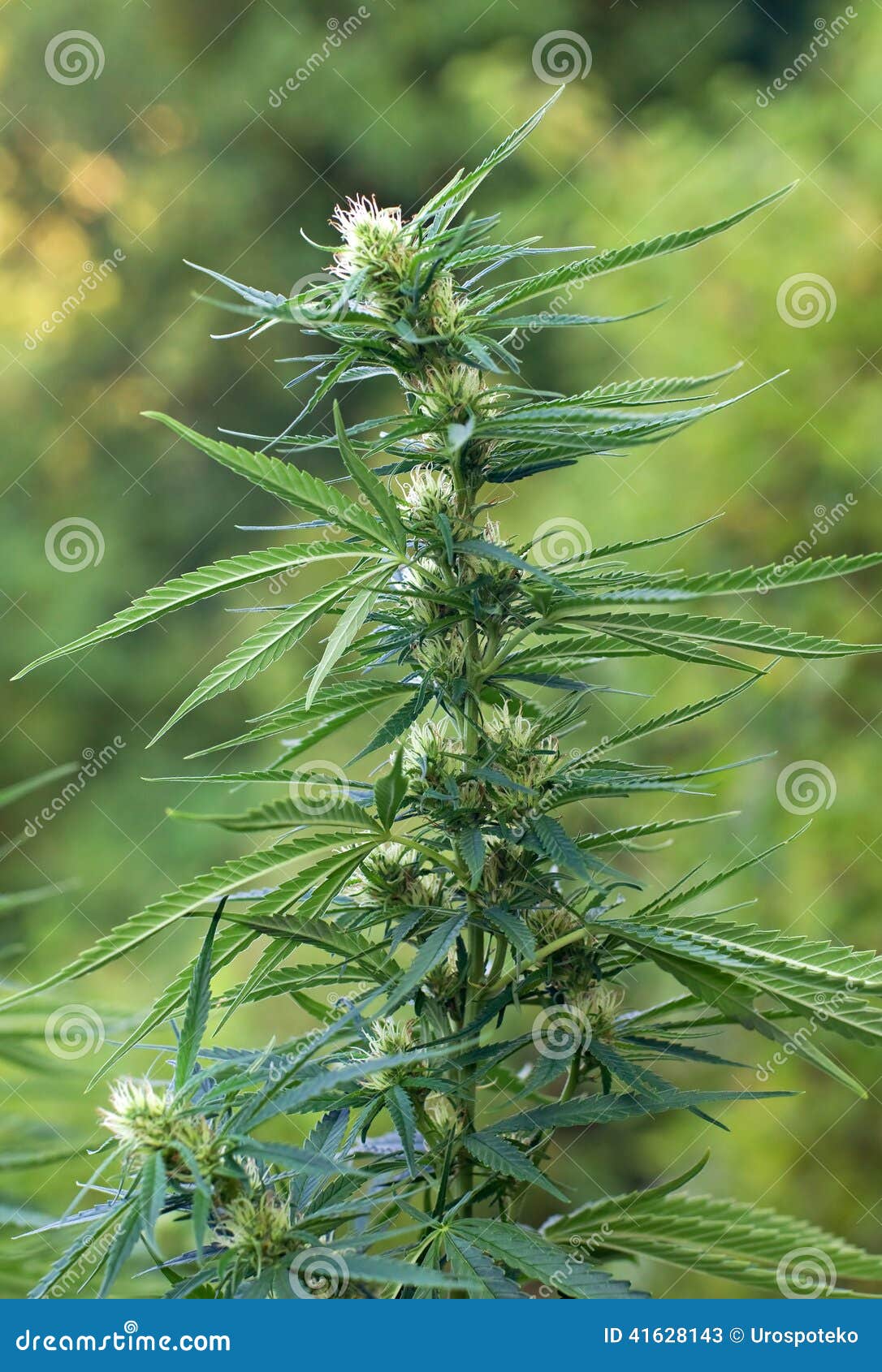 开花的大麻植物库存图片 图片包括有 开花的大麻植物库存图片 图片包括有