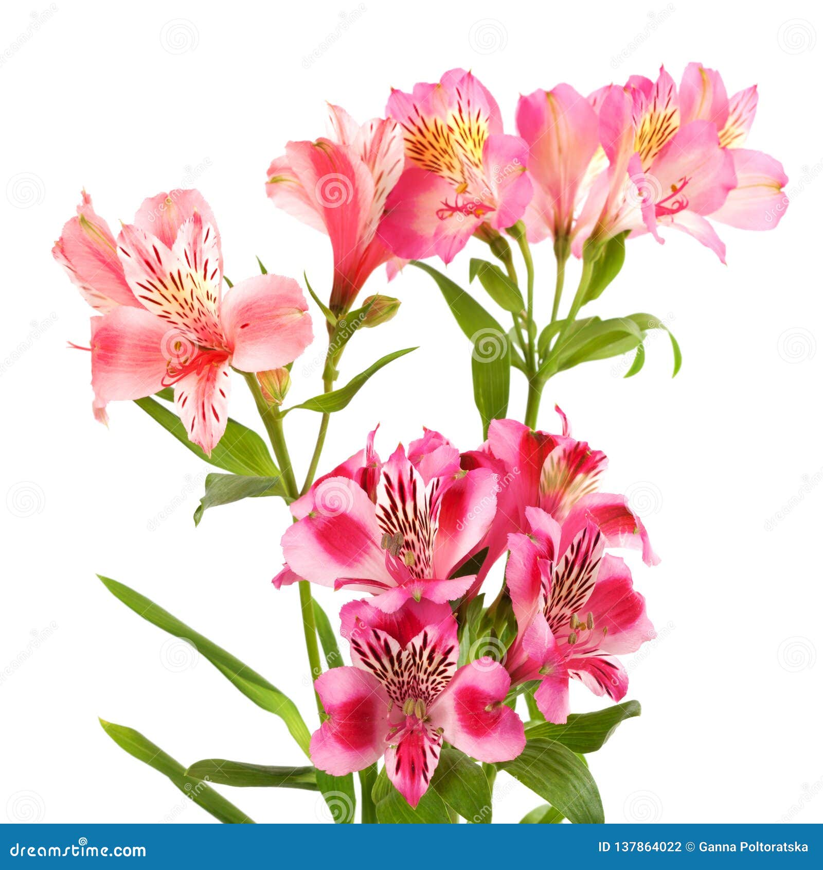 开花的百合花束库存照片 图片包括有开花的百合花束