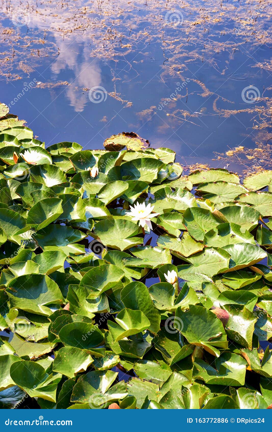 开花的睡莲和在水中反射的云库存照片 图片包括有精美 日本 自然 花卉 投反对票 健康