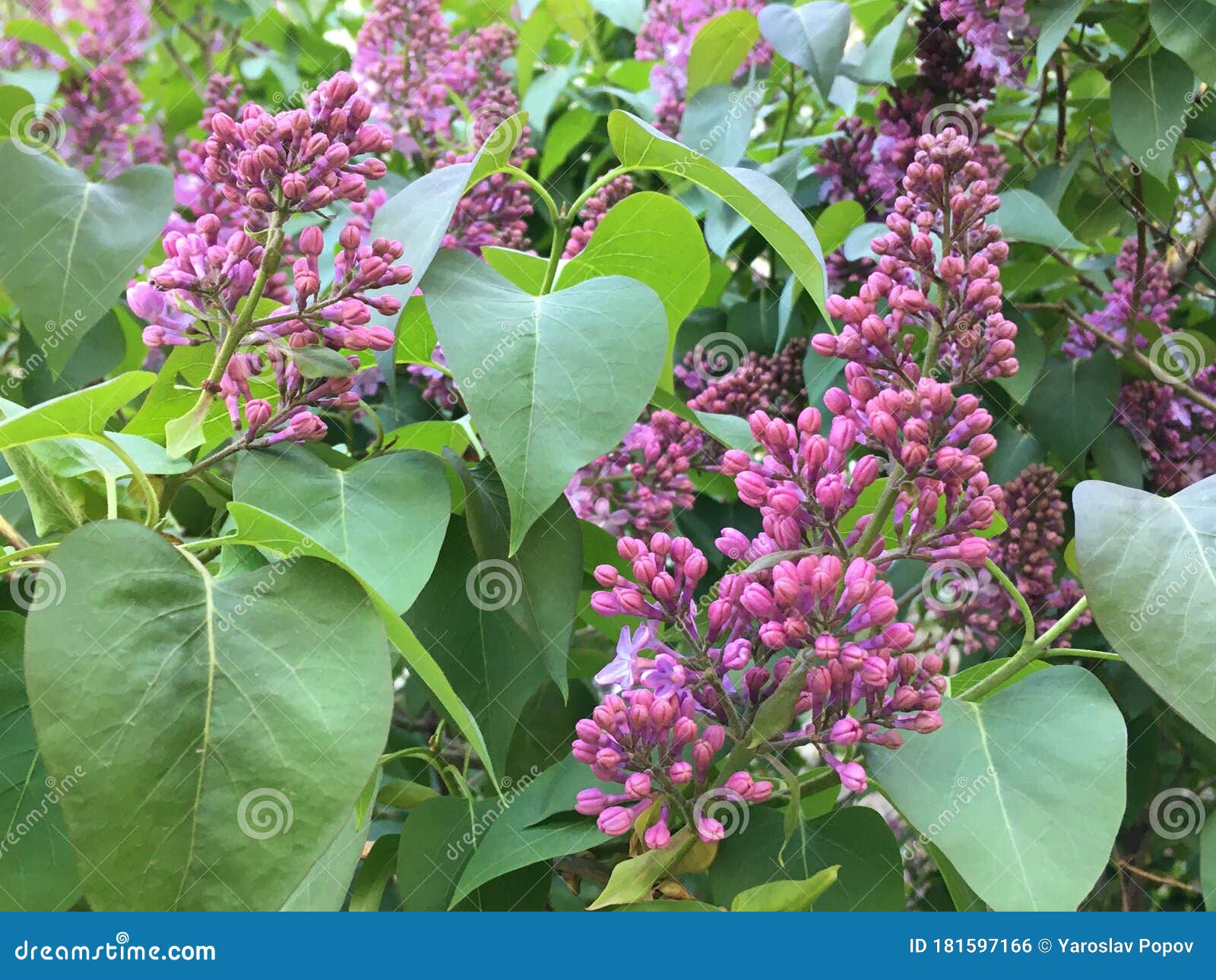 开花的紫色植物天然壁纸绿色背景库存照片 图片包括有天然壁纸 绿色背景 开花的紫色植物
