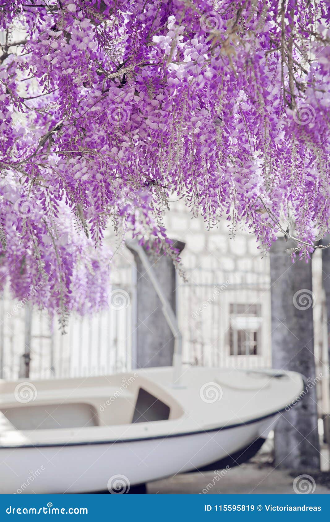 开花的紫藤花紫色曲拱背景库存图片 图片包括有形成弧光的 背包 开花的 欧洲 室外 五颜六色 开花的紫藤花紫色曲拱背景库存图片 图片包括有形成弧光的 背包 开花的 欧洲 室外 五颜六色