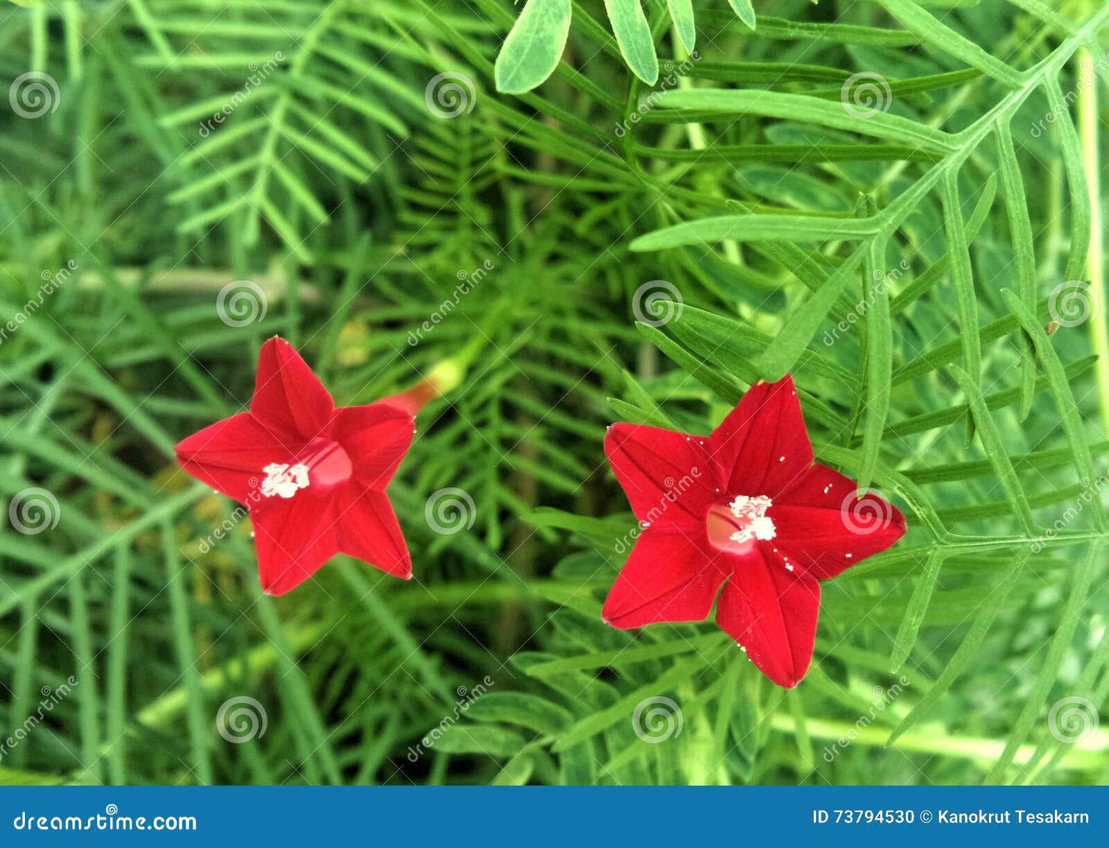 开花的红色开花og茑萝o绿色叶子库存照片 图片包括有绿色 例外 红色 柏柏 叶子 工厂