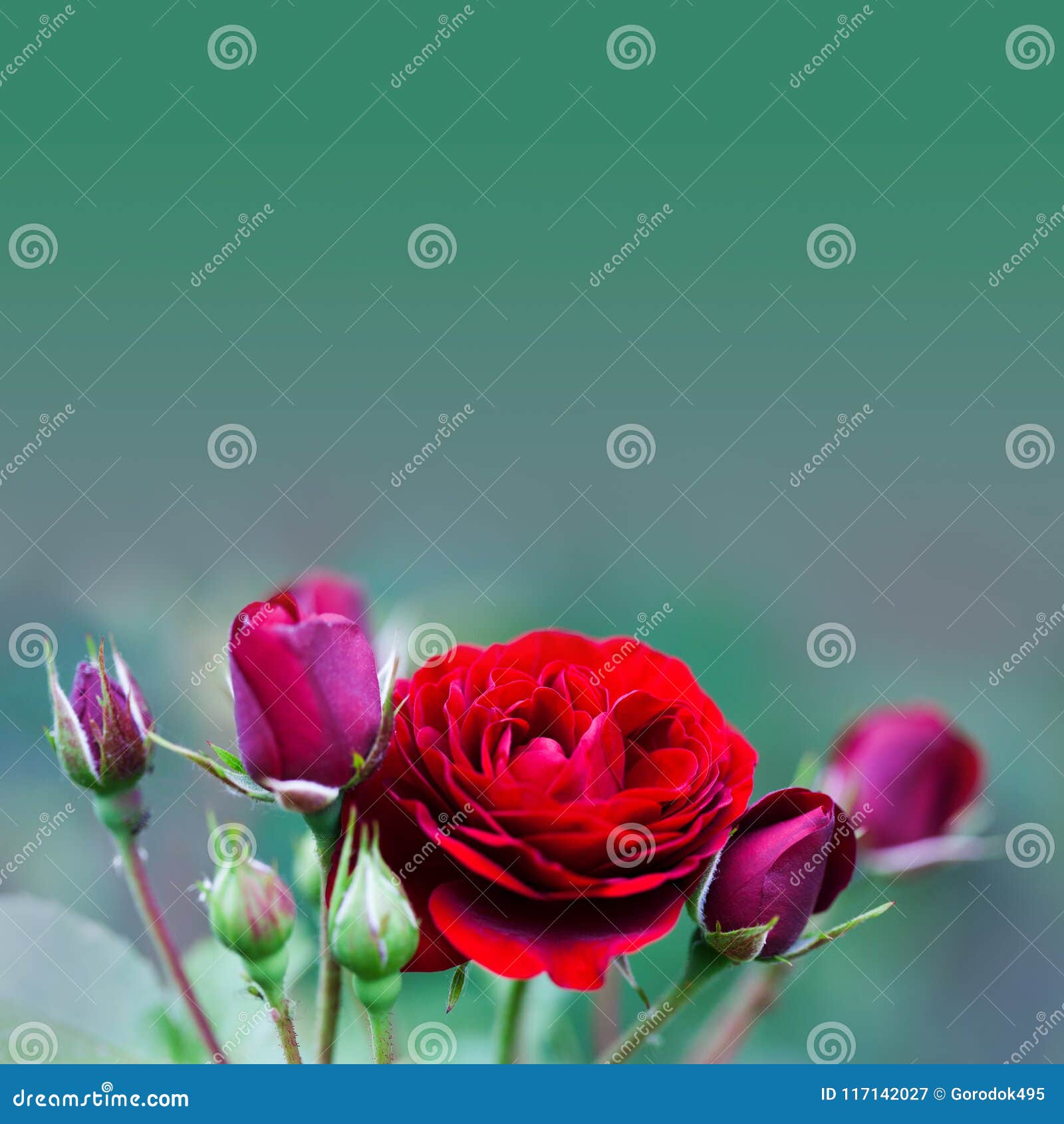 开花的美丽的伯根地红色玫瑰花夏时进展的庭院花卉风景空白照片库存图片 图片包括有花束 户外