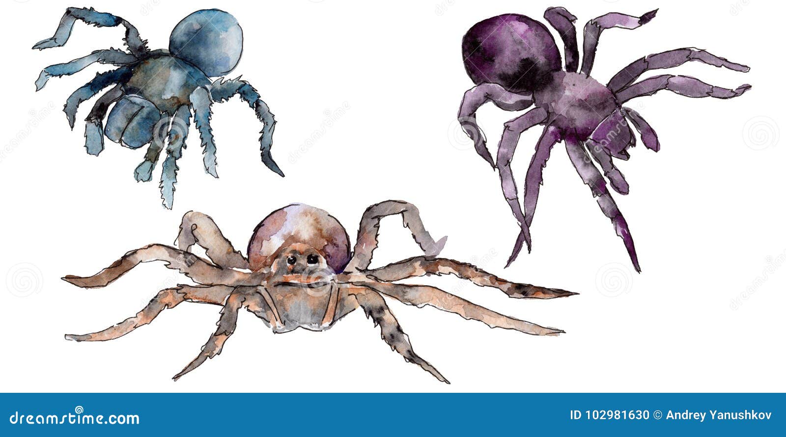 异乎寻常的在水彩样式的塔兰图拉毒蛛野生昆虫被隔绝的库存例证 插画包括有昆虫 飞行 特写镜头