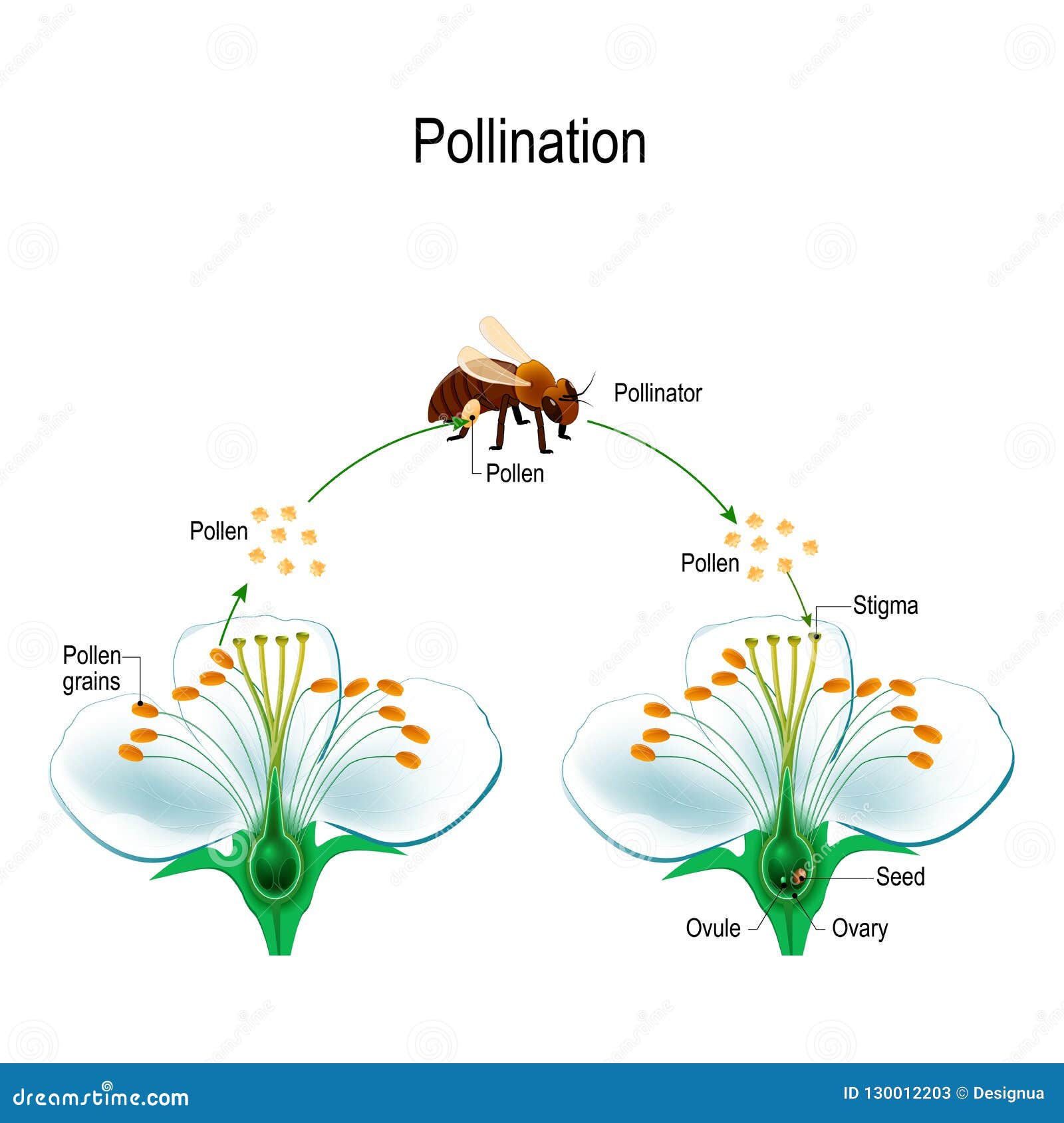 异花授粉的过程使用传粉者动物的向量例证 插画包括有 异花授粉的过程使用传粉者动物的向量例证 插画包括有