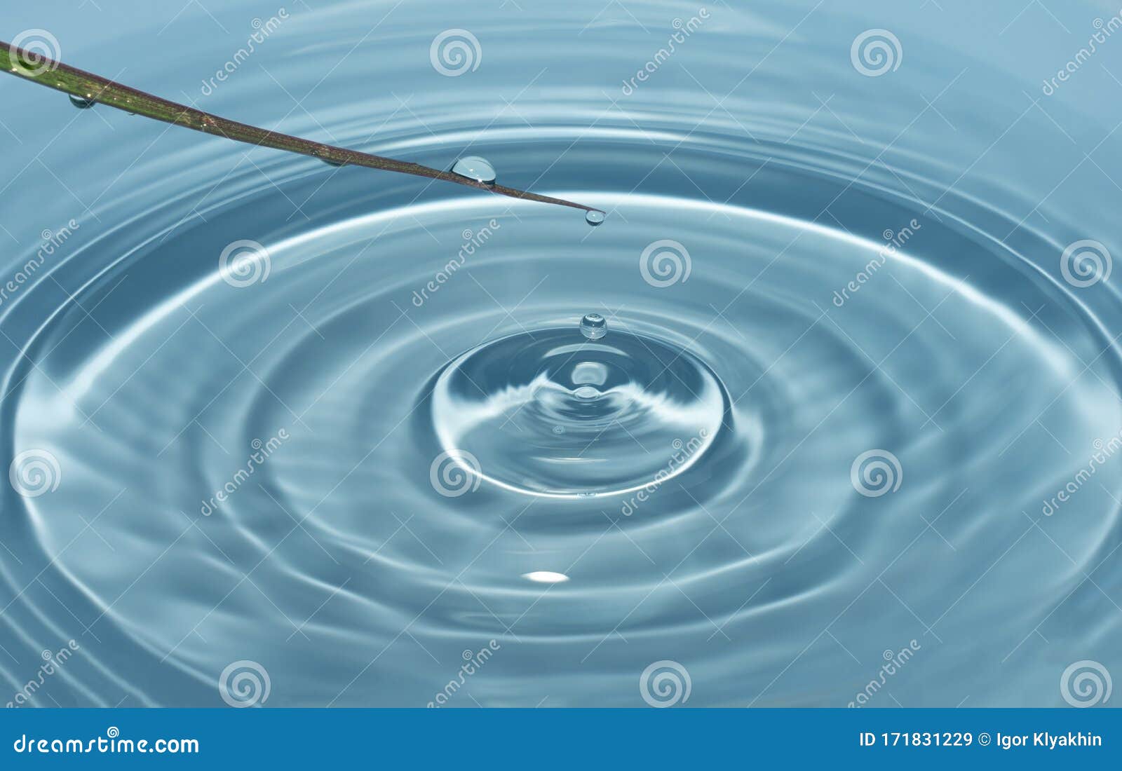 弹簧 露水形的水滴从草叶上落下 在清洁的蓝水形成圈中溅起水花库存图片 图片包括有弹簧 露水形的水滴从草叶上落下 在清洁的蓝水形成圈中溅起水花 弹簧 露水形的水滴从草叶上落下 在清洁的蓝水形成圈中溅起水花库存图片 图片包括有弹簧 露水形的水滴从草叶上落下 在清洁的蓝水形成圈中溅起水花